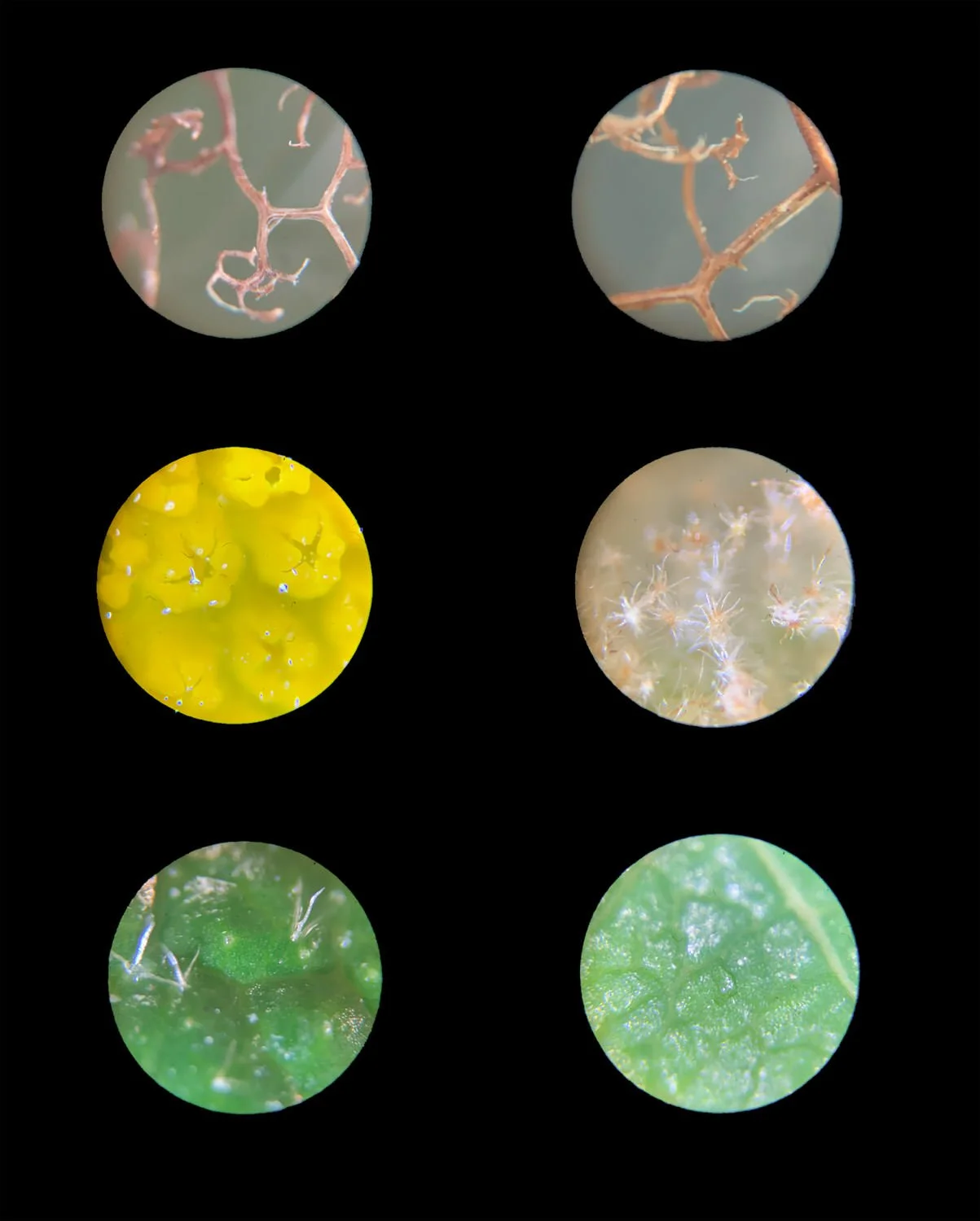 Meadows under a microscope.jpg