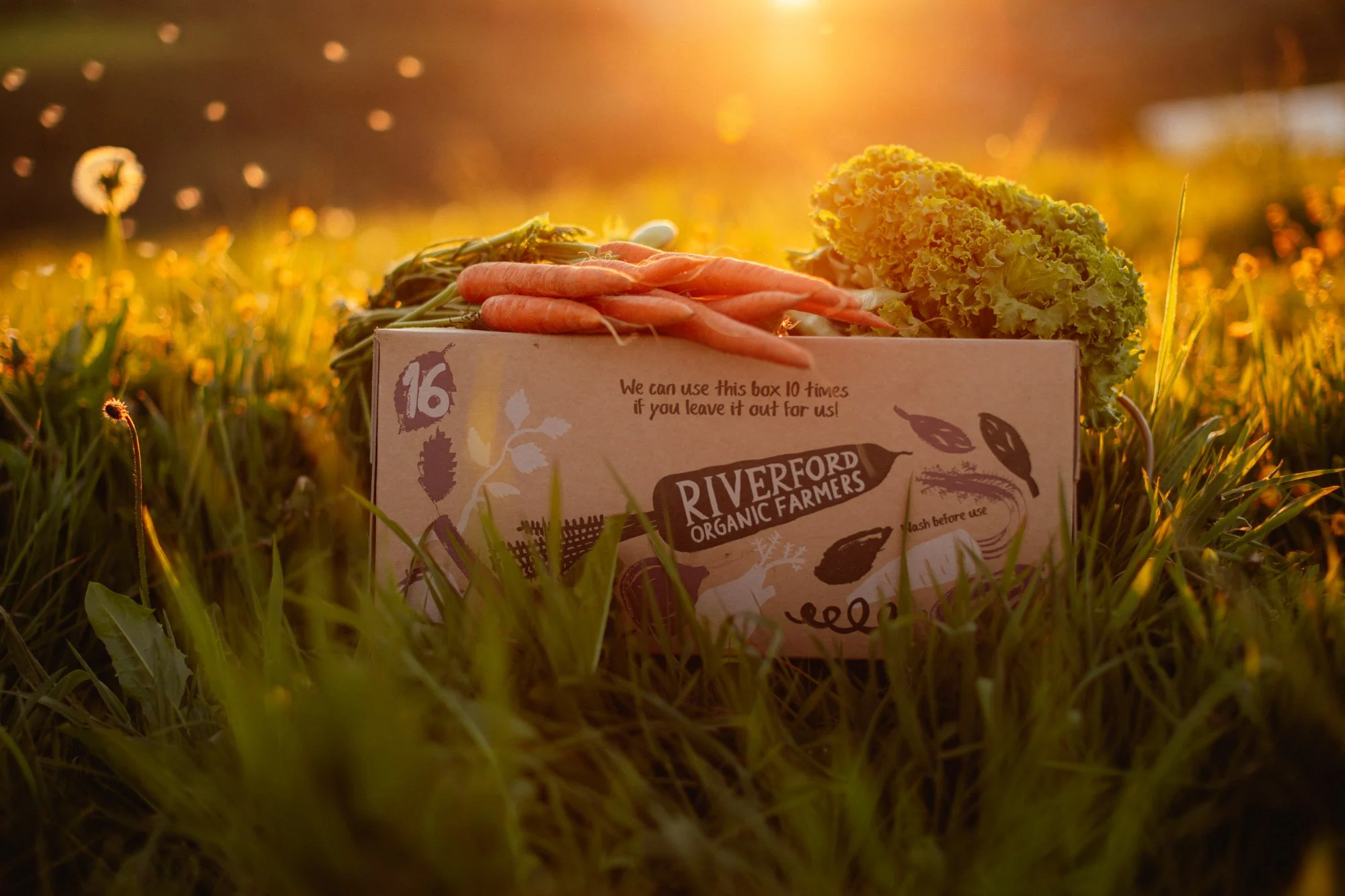 Riverford Veg Boxes-44.jpg