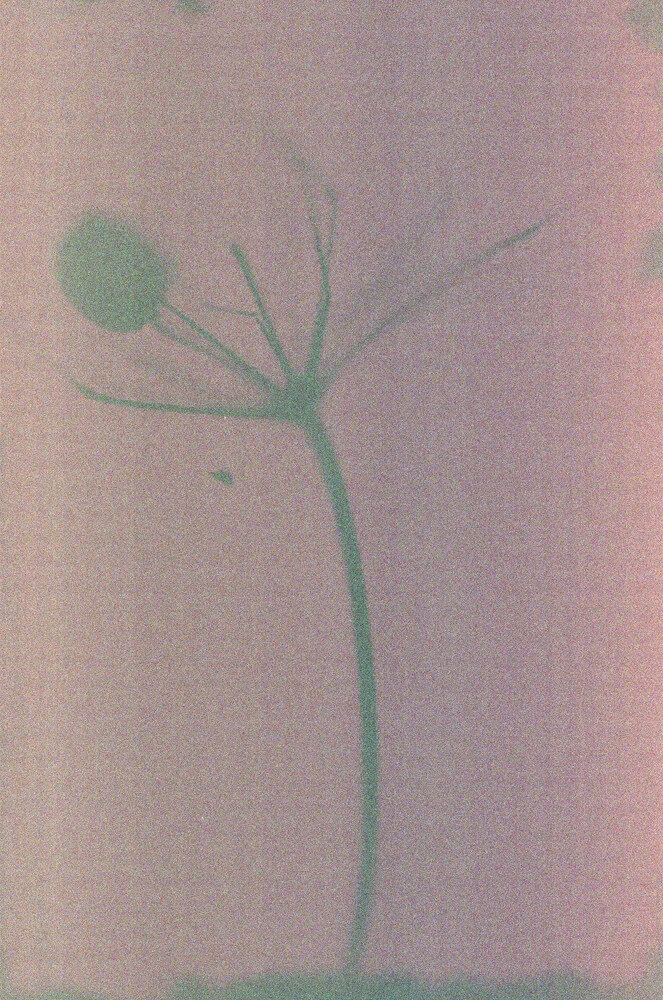 lumen 35mm-2.jpg