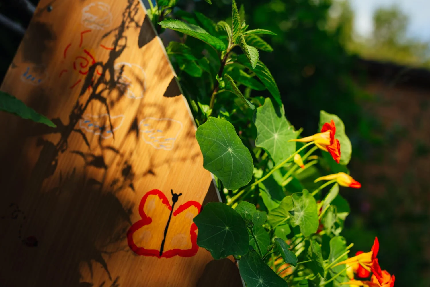 Photo Seeds Summer 25-6.jpg