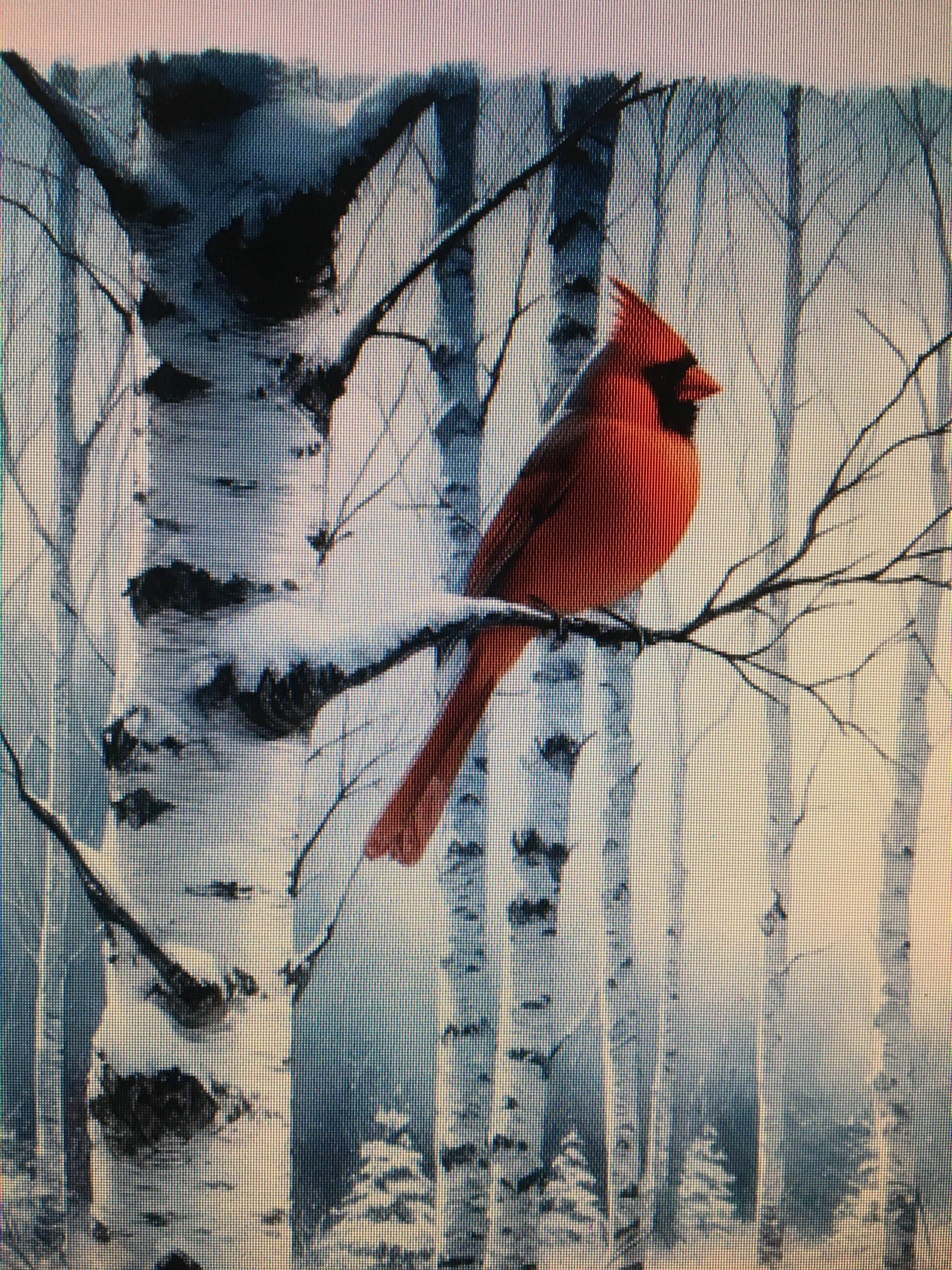 Bob Ross Painting Class - Winter Cardinal