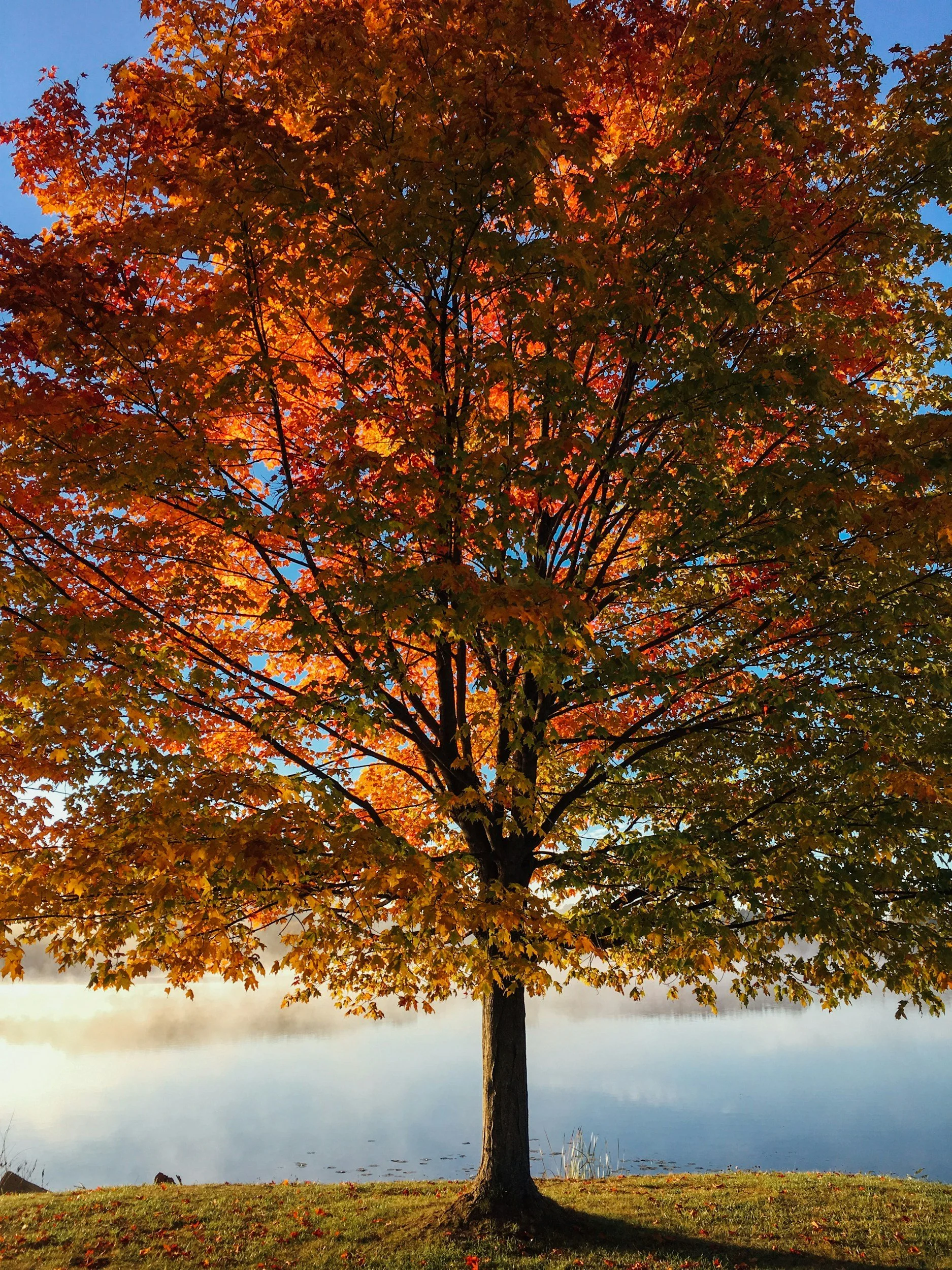 Let’s Talk About Fall(ing)!