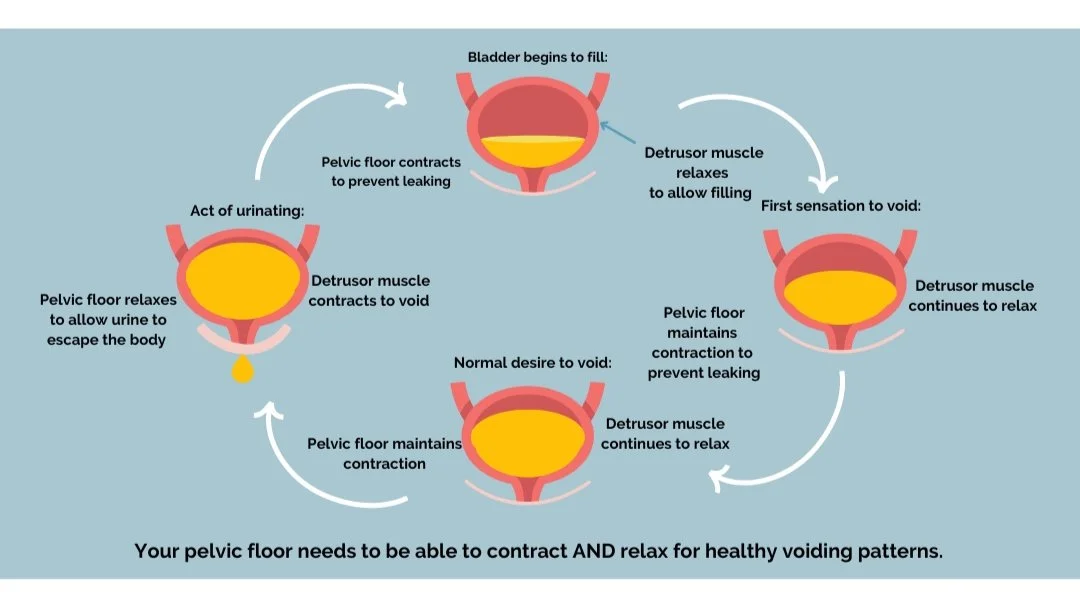 What’s Normal When I Urinate? — Sapphire Physical Therapy | Missoula, MT