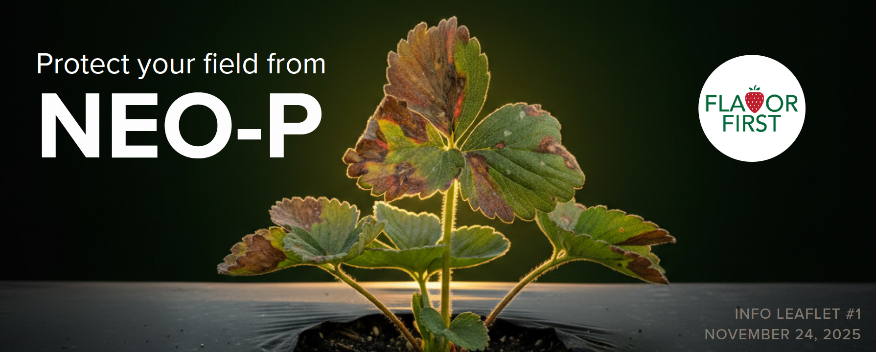 Screen Shot 2025-12-03 at 10.25.31 AM.png