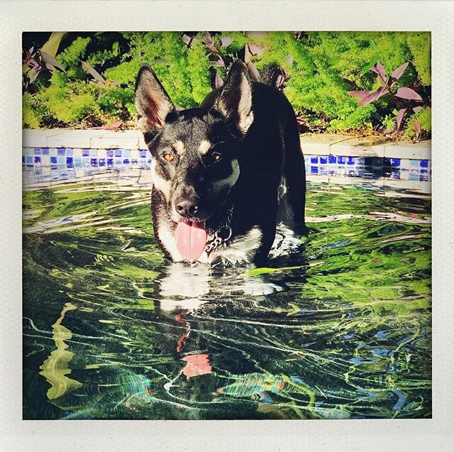 Smokey Bear swimming at Dan and Toms. ❤️