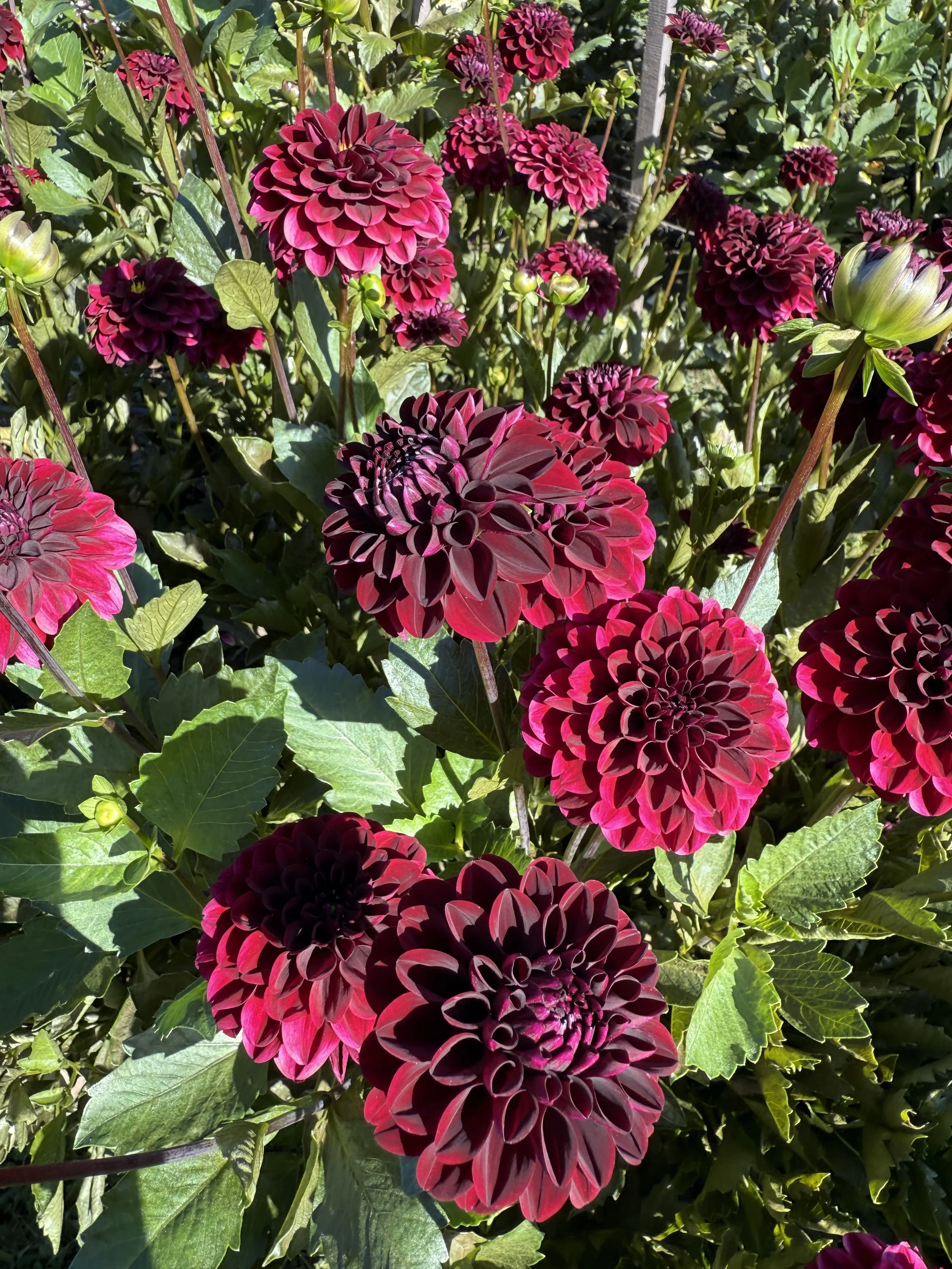 Dahlia - Dark Spirit 2.jpeg