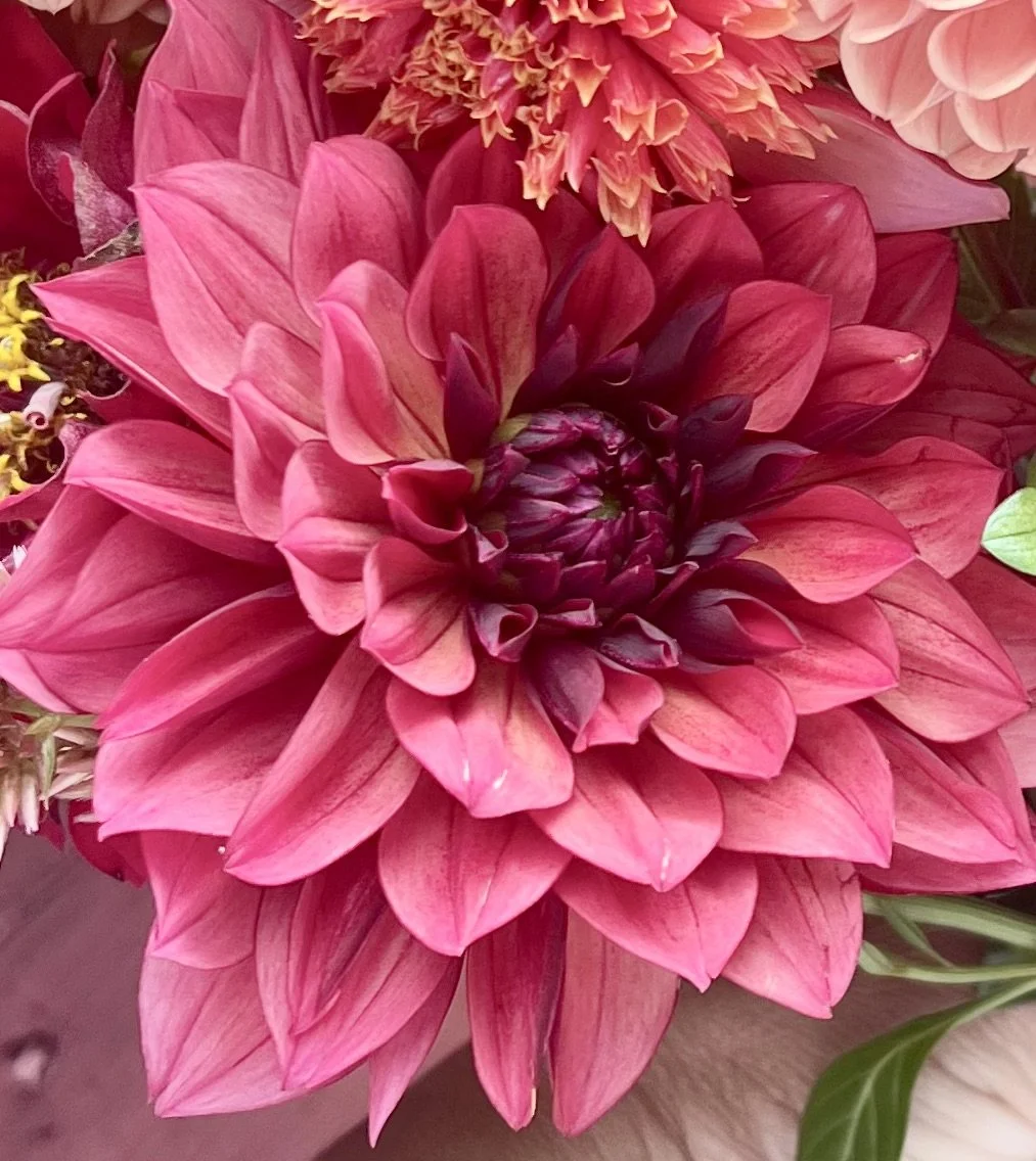 Dahlia - Salmon Runner.jpeg