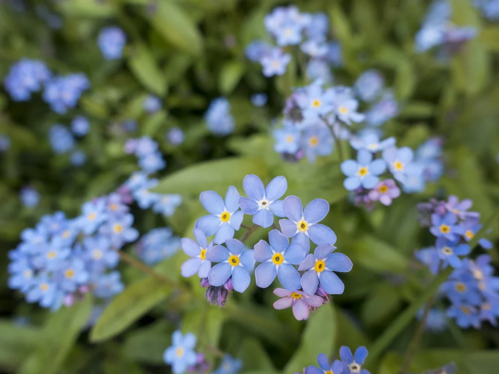 Flower Focus Forget Me Not Myosotis Cynoglossum Sweet Earth Co Flower Focus Forget Me Not Myosotis Cynoglossum Sweet Earth Co