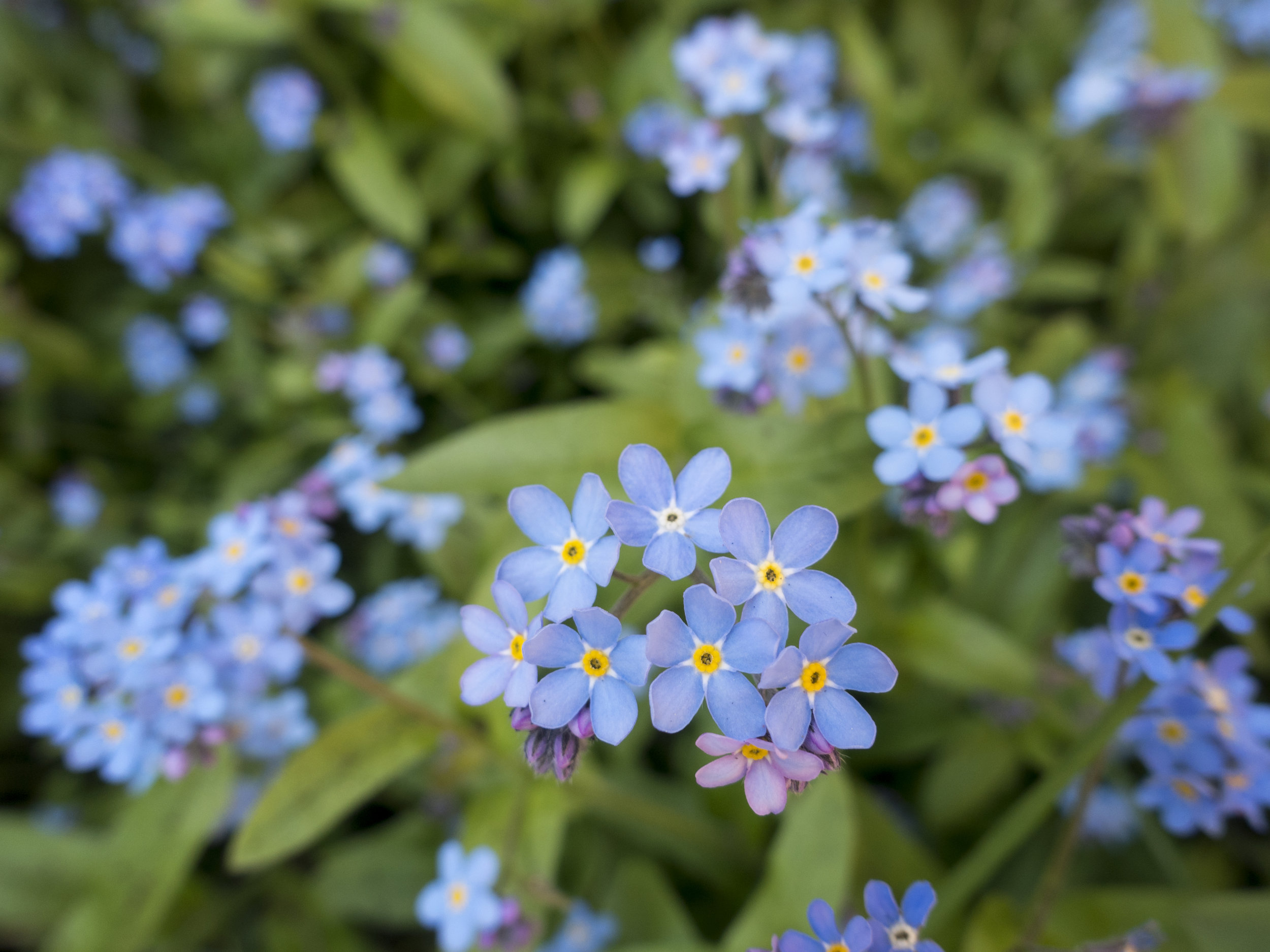Forget Me Not' Grow Your Own Remembrance Garden Gift By The Gluttonous  Gardener | notonthehighstreet.com