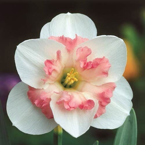 Narcissus 'Pink Wonder'