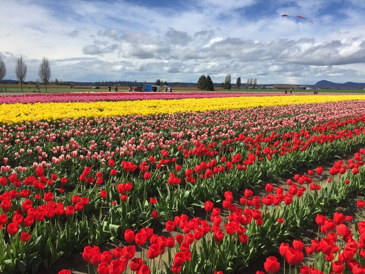 Skagit Valley Tulips