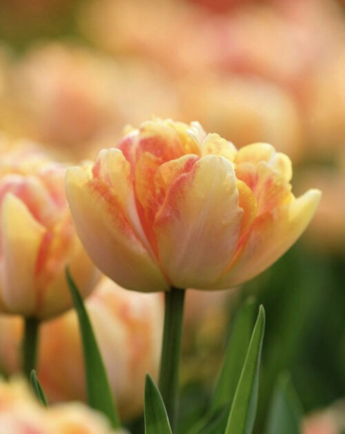 Tulip 'Charming Lady'