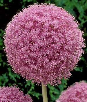 Allium 'Pink Giganteum'