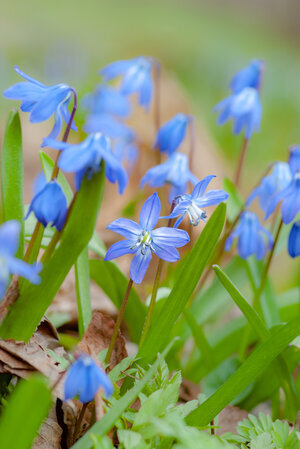  Spring Flowers - Scilla 