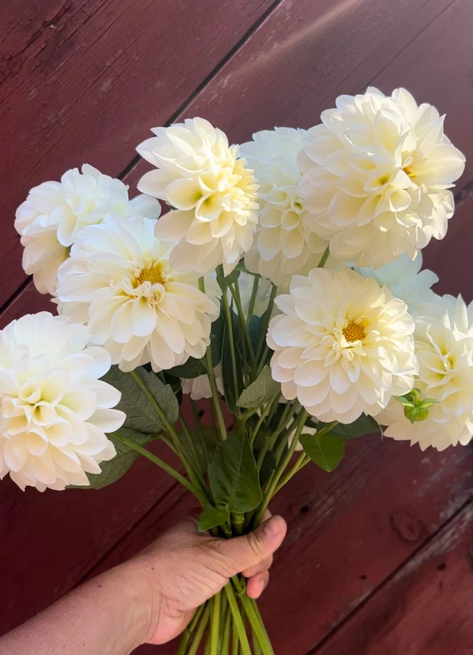 Boom Boom White Dahlia Tubers