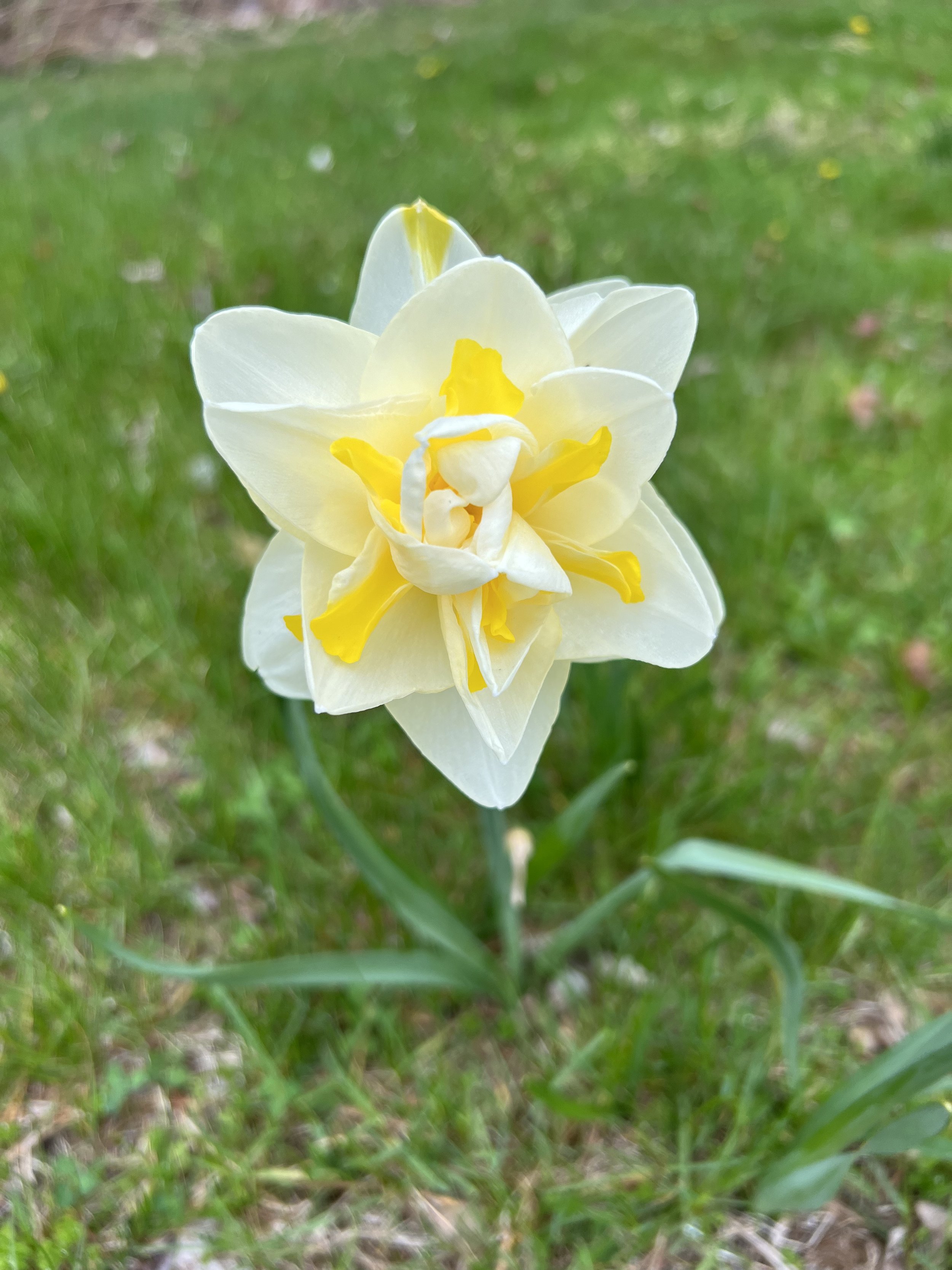 Daffodil 2.jpeg