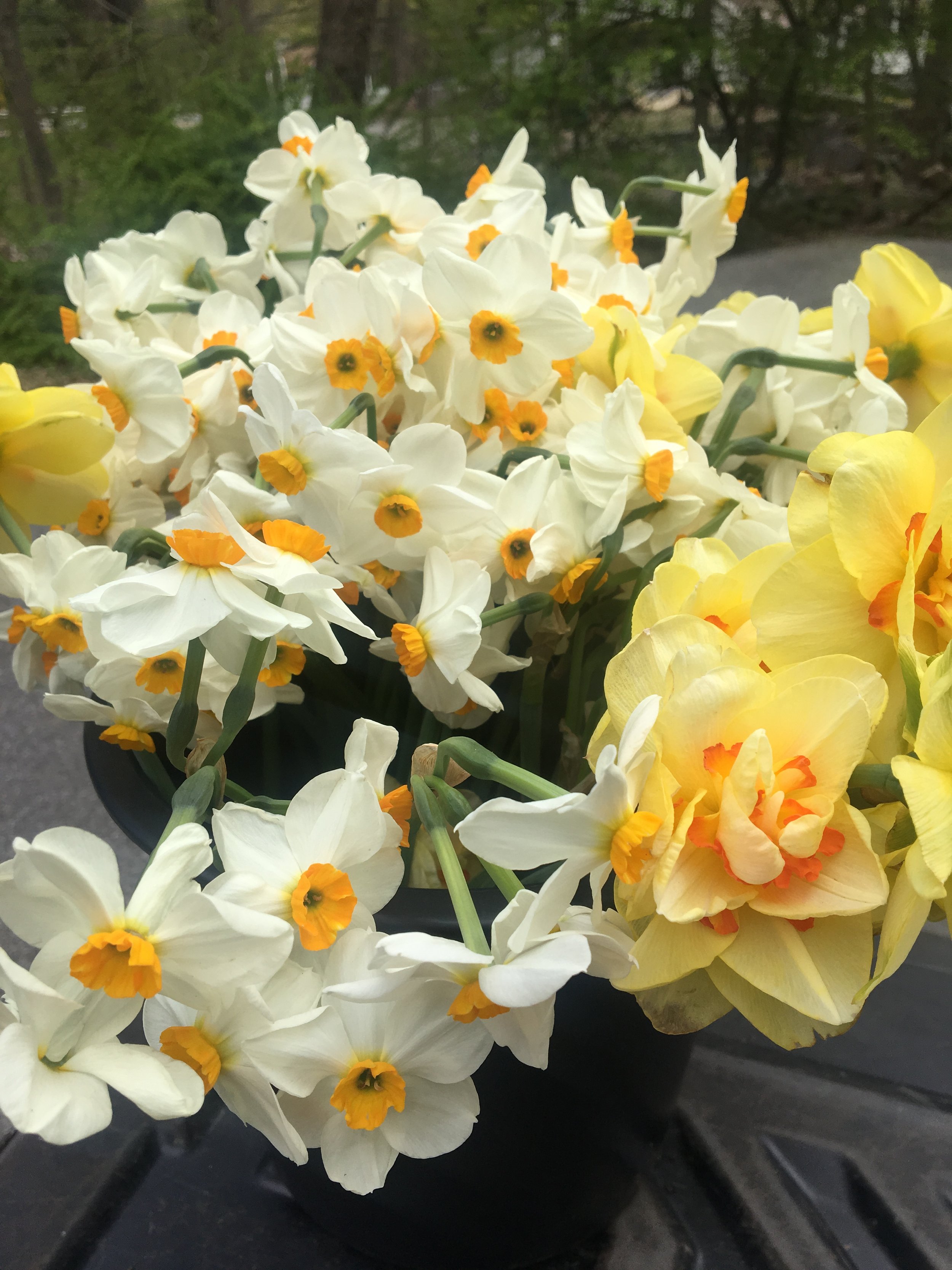 Daffodils.JPG