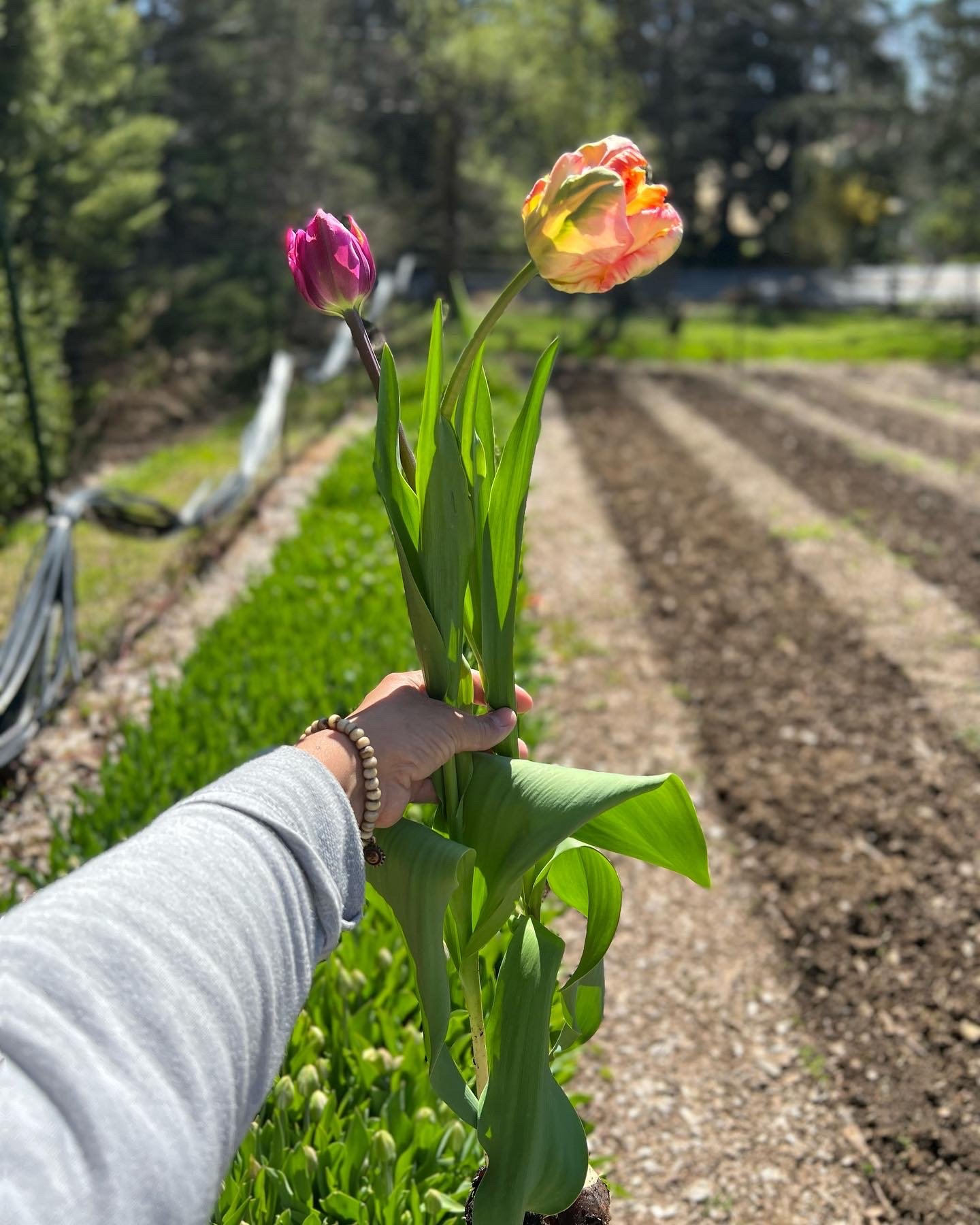 Tulips in the flower fields
