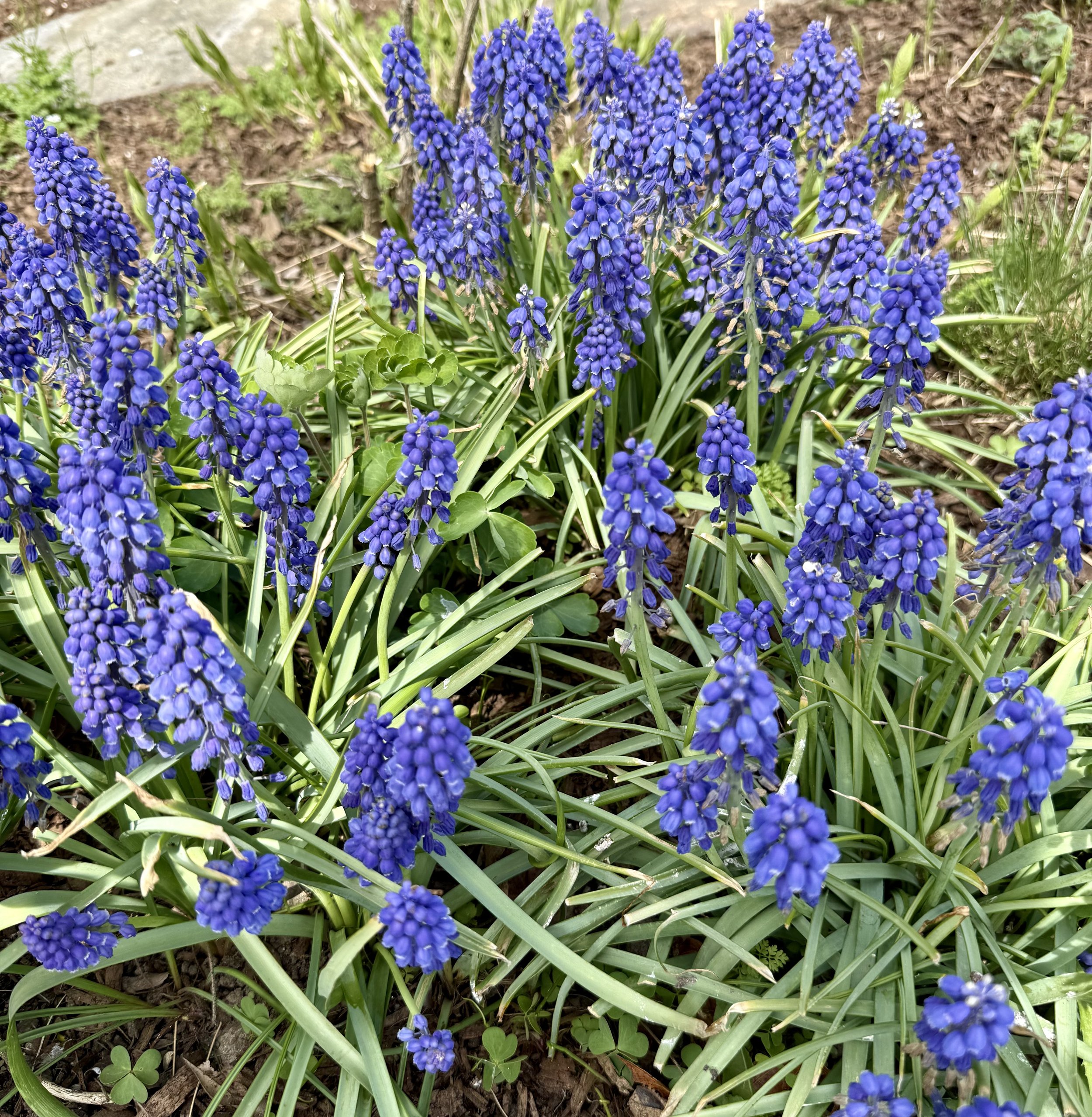 IMG_3604.jpeg