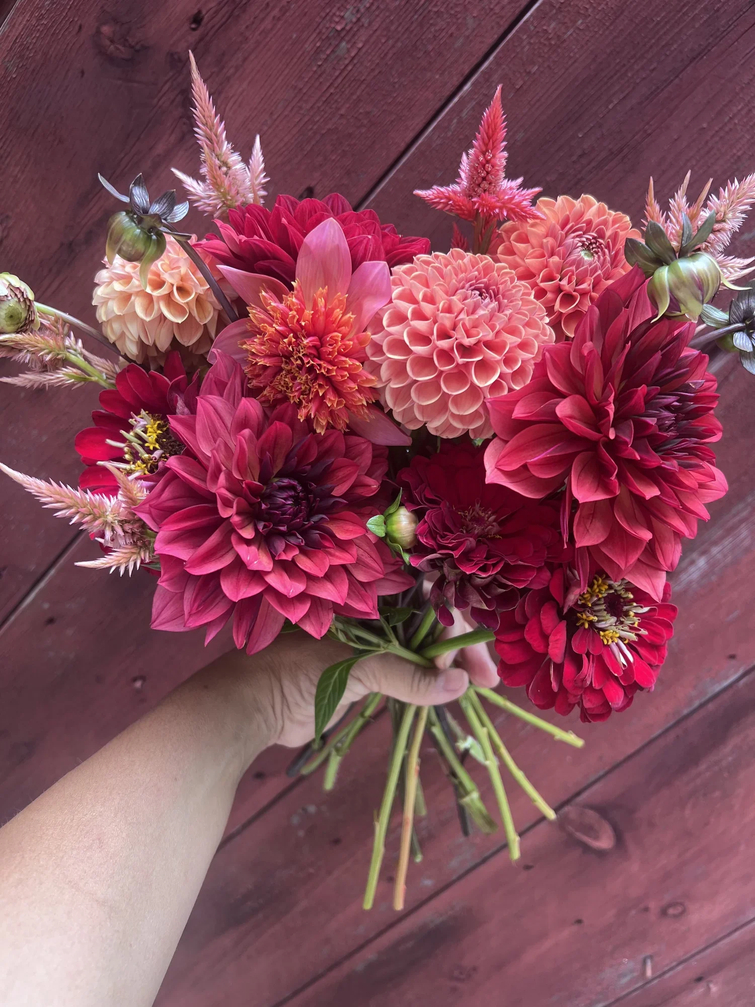 The Dahlia Flower Bar