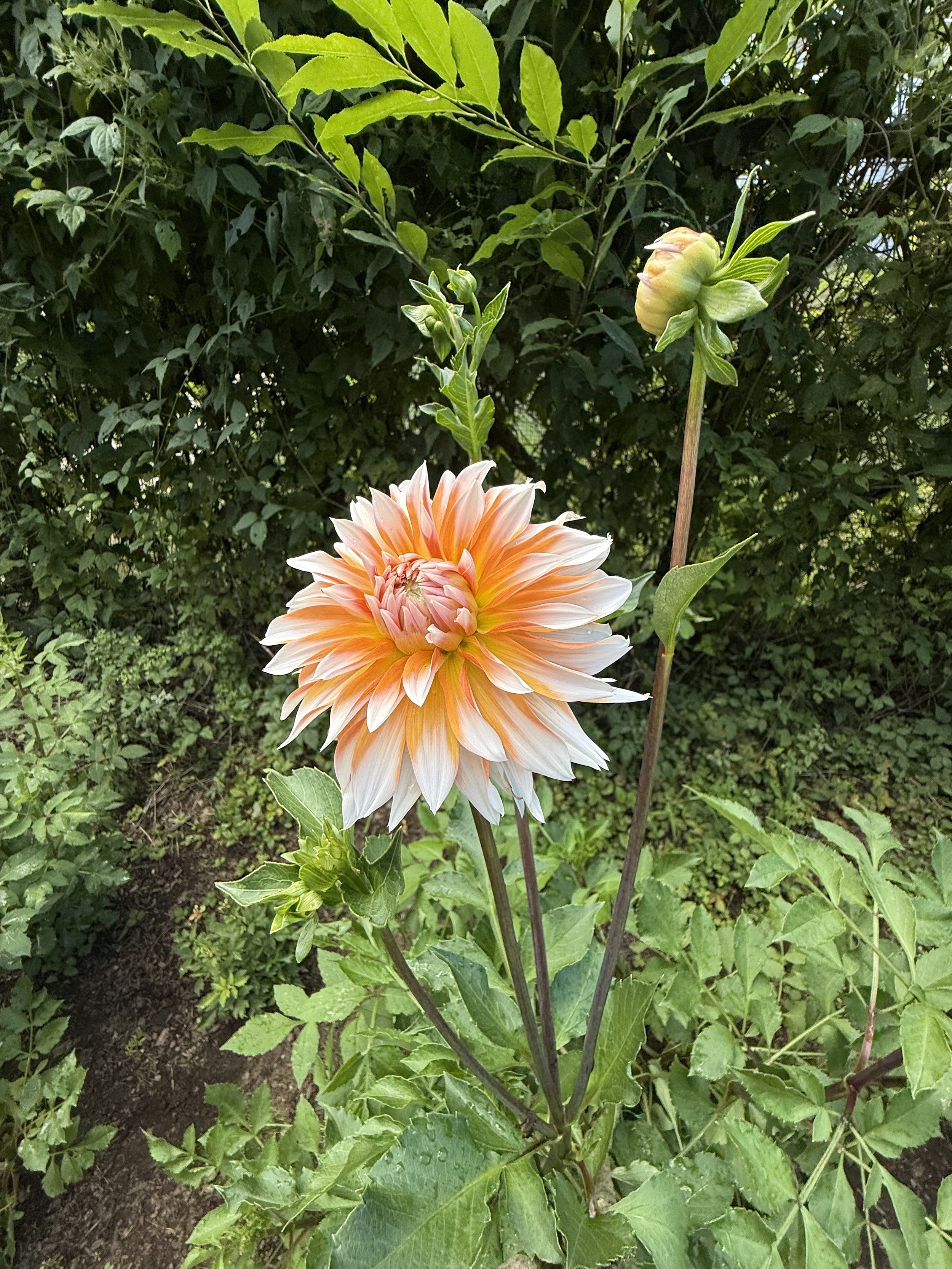 Orange & Snow Dahlia Tubers