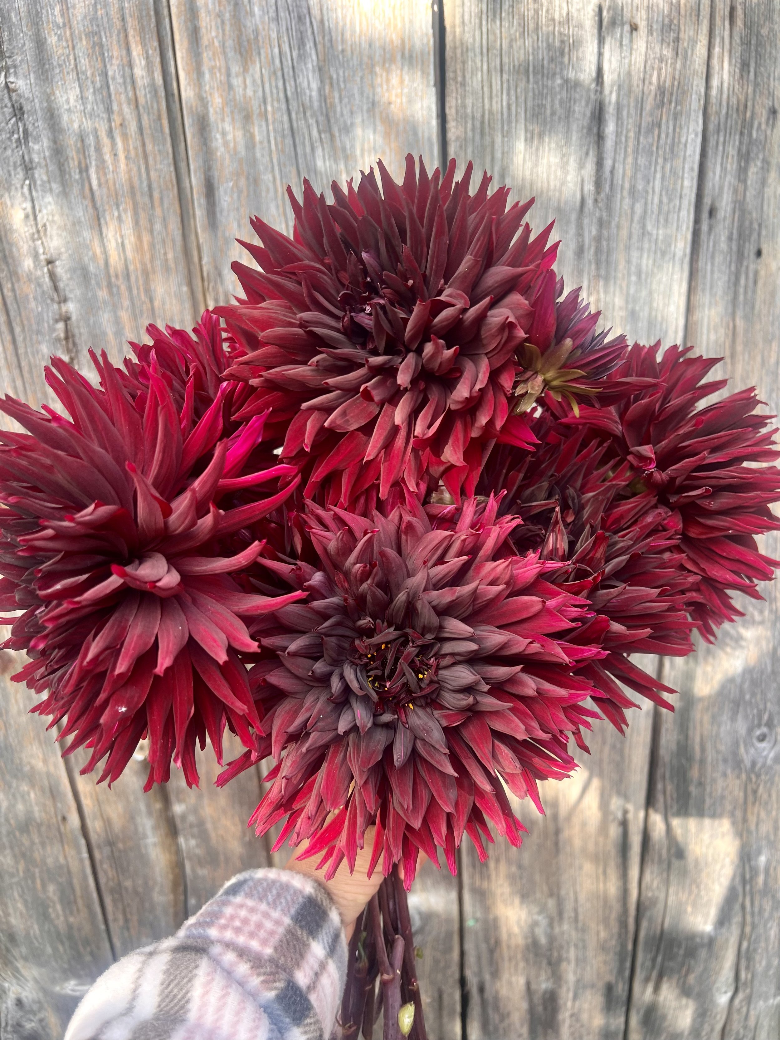 Dahlia - Black Jack.jpeg