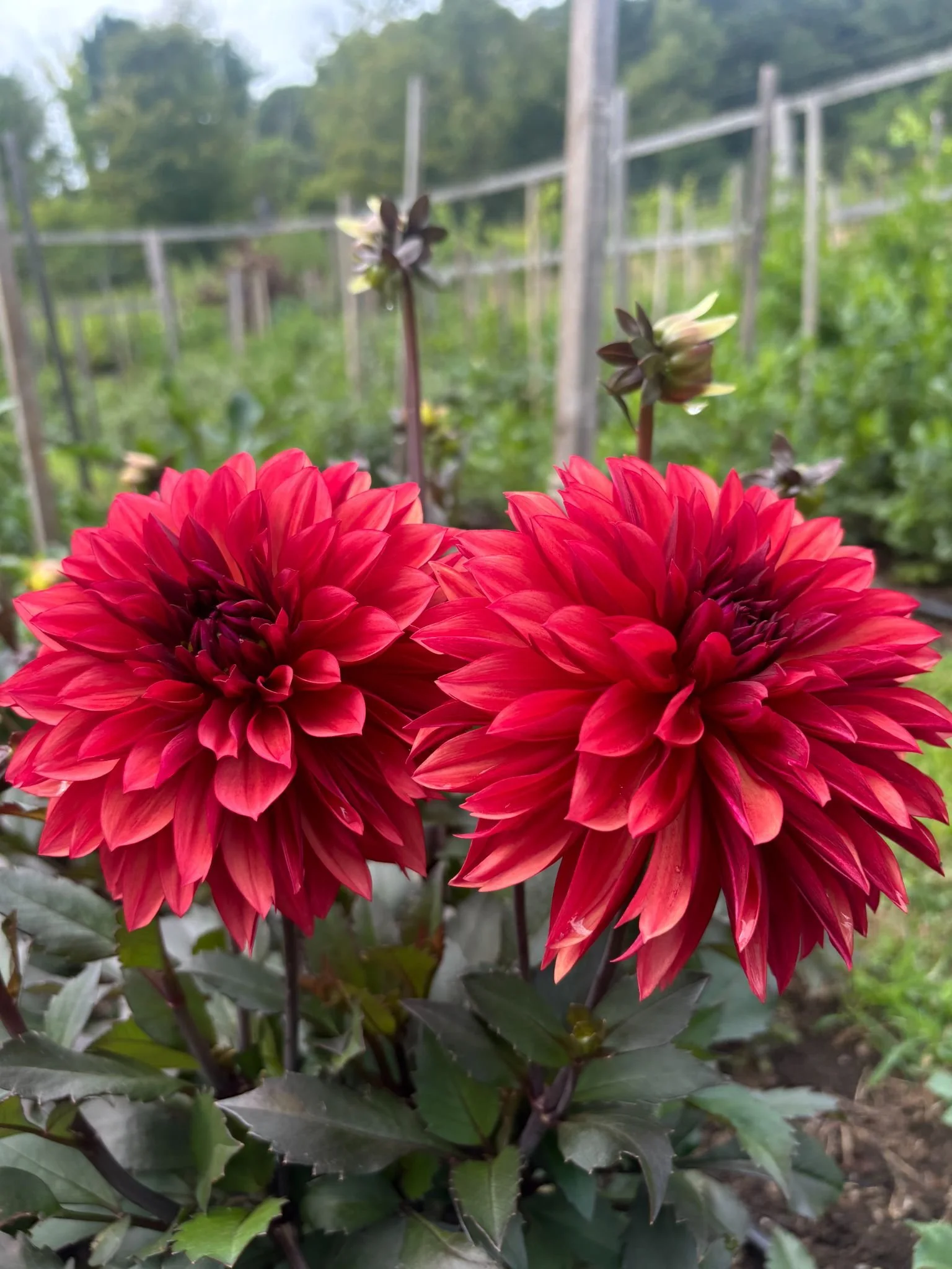 Are You Ready to Start Your Own Cutting Garden?