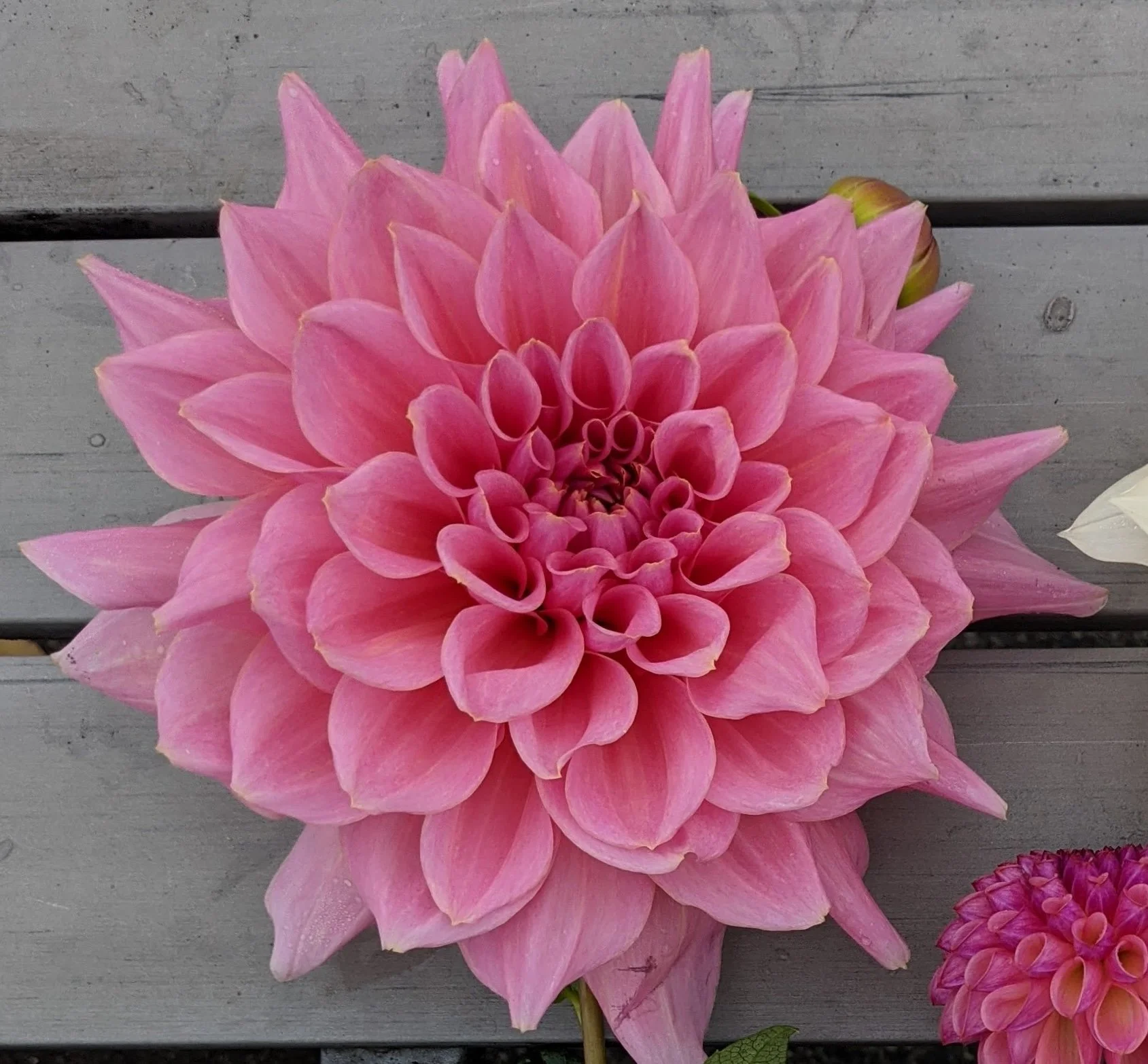 Otto's Thrill Dahlia Tubers