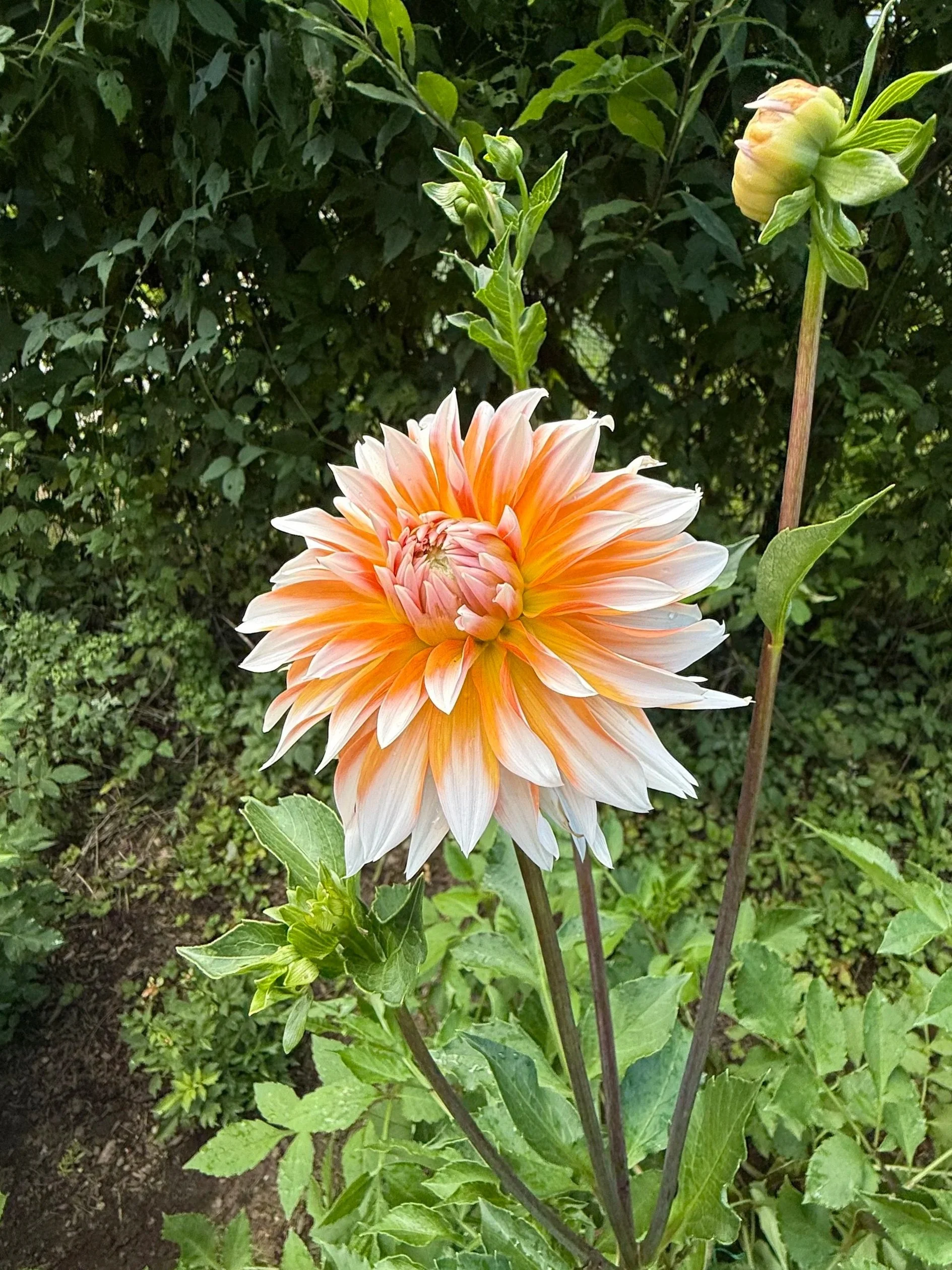 Dahlia+-+Orange+%26+Snow.jpg