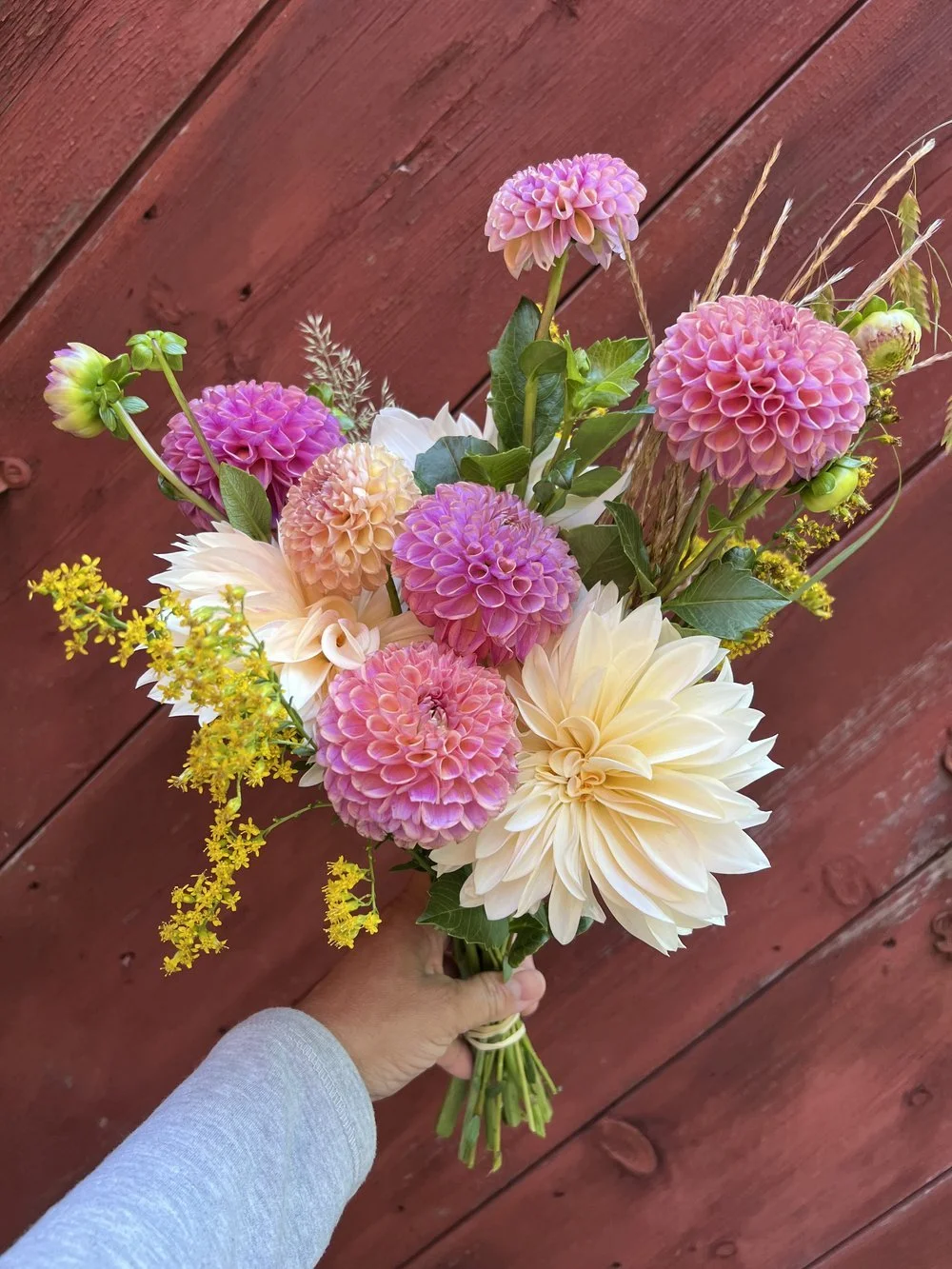 Designer's Choice Mix of 10 Dahlia Tubers
