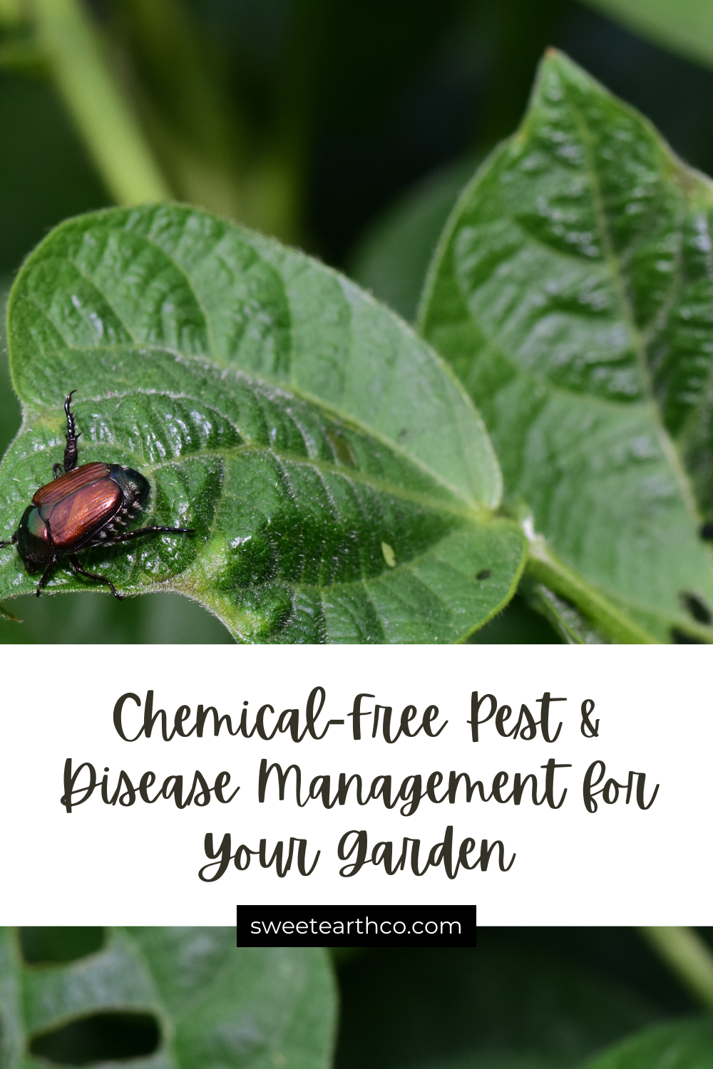 Chemical-Free Pest & Disease Management for Your Garden — Sweet Earth Co.