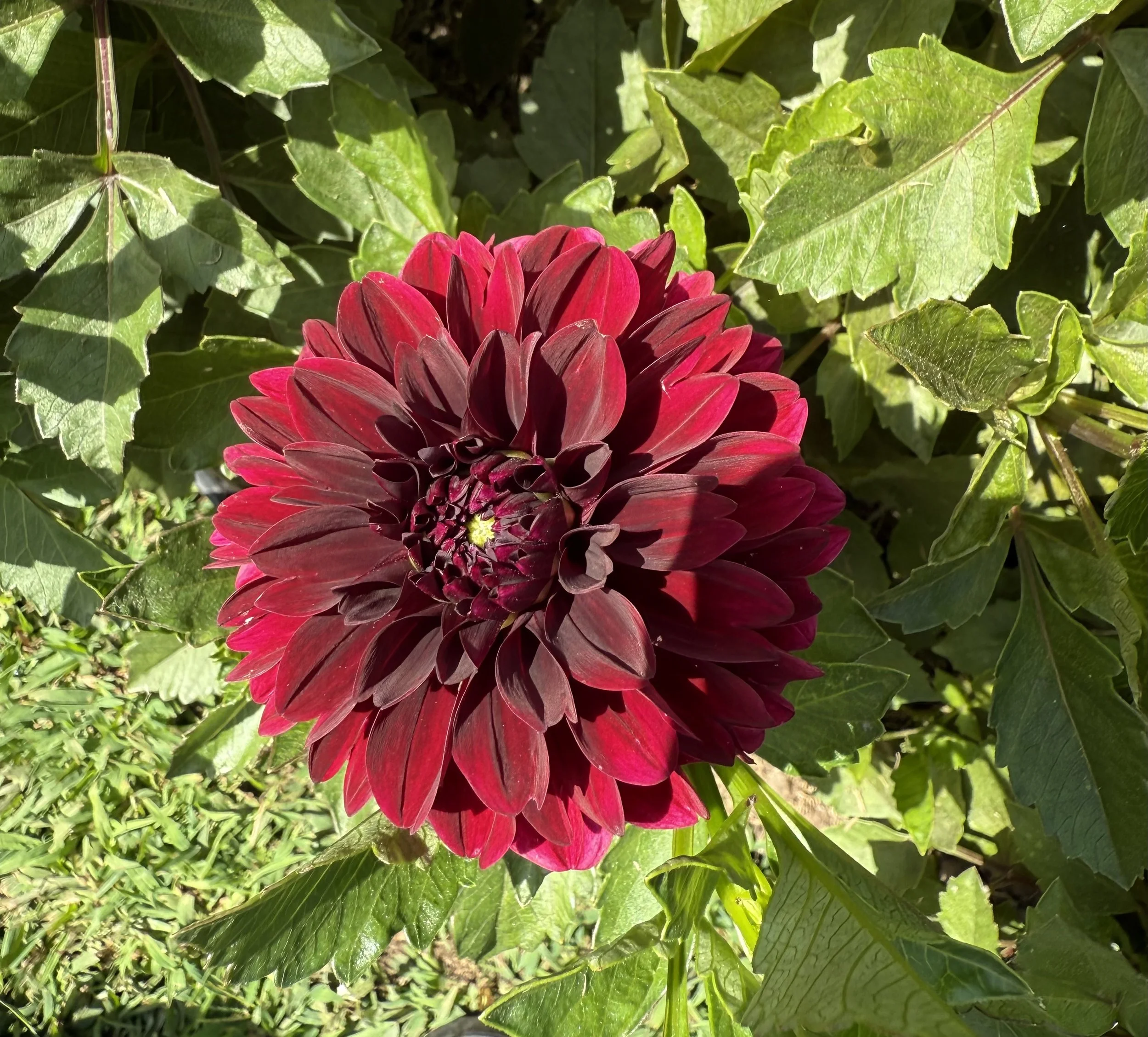 Dahlia - Dark Spirit.jpeg