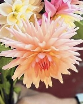 Dhalia - Preference 3.jpg