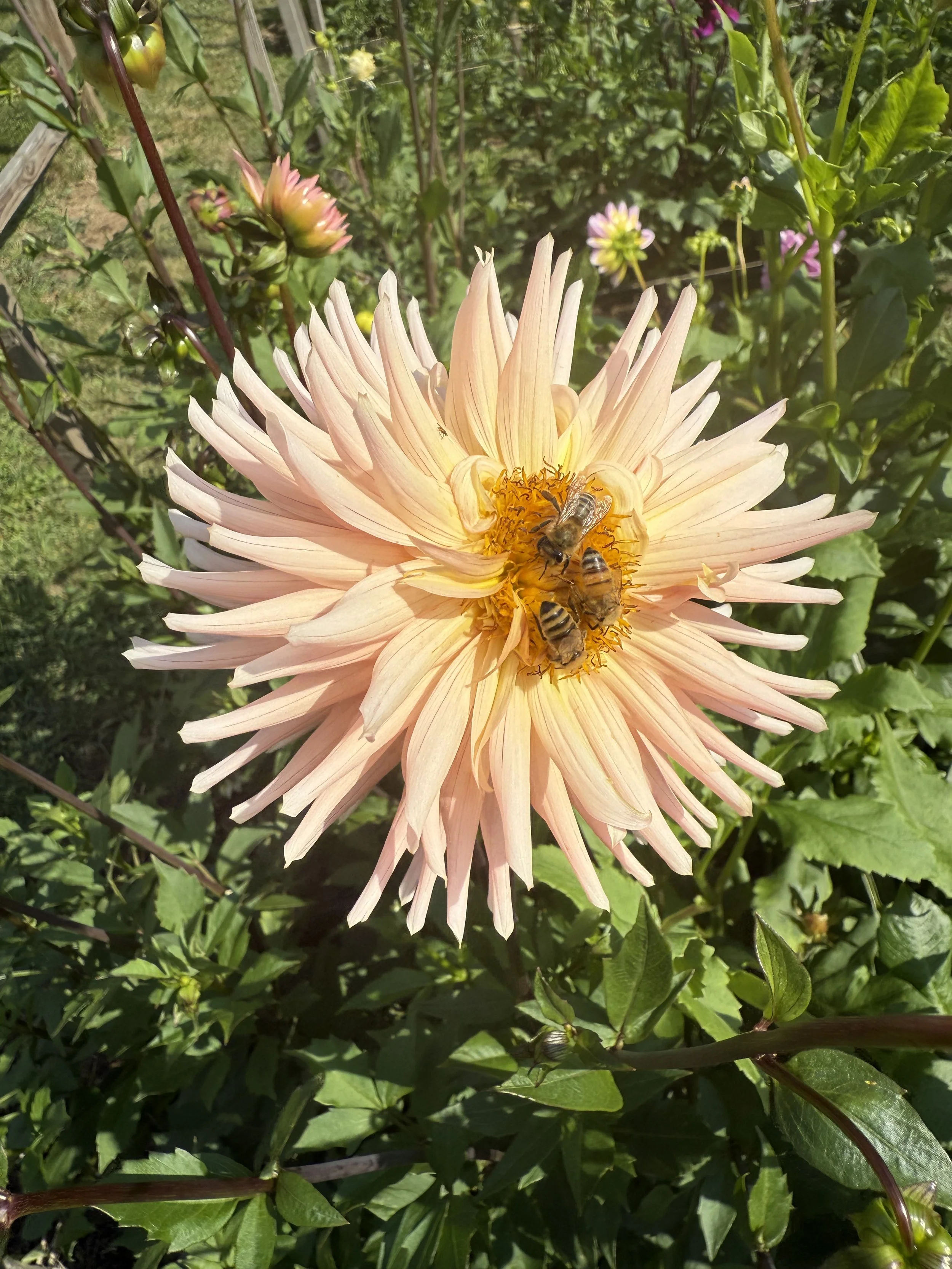 Dahlia - Preference.jpeg