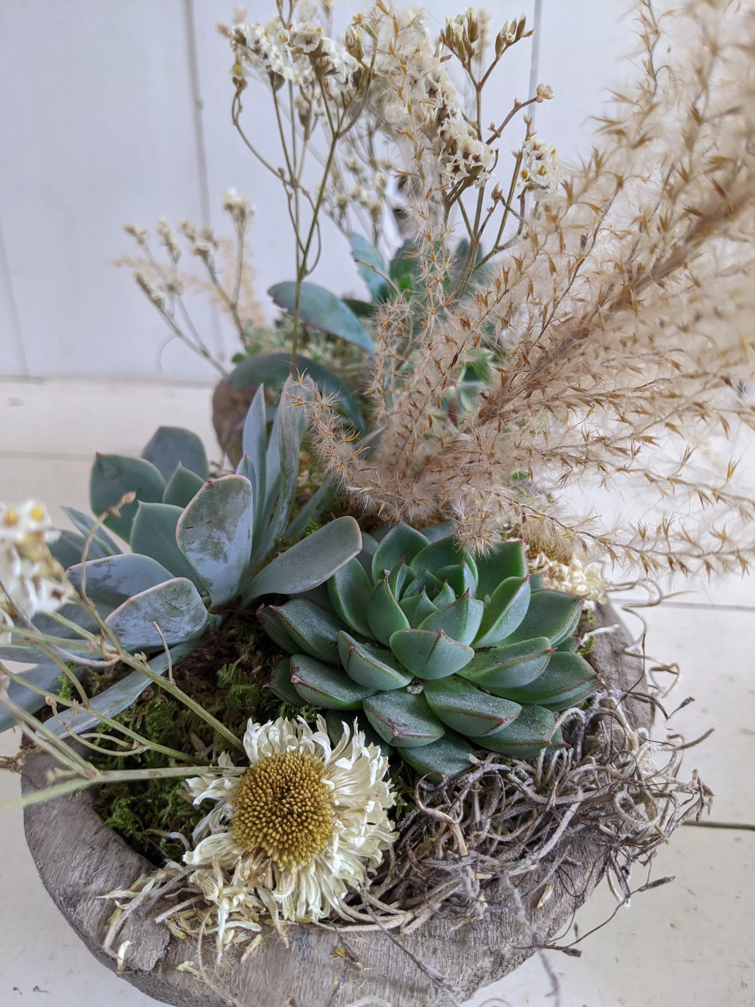 Succulent arrangement