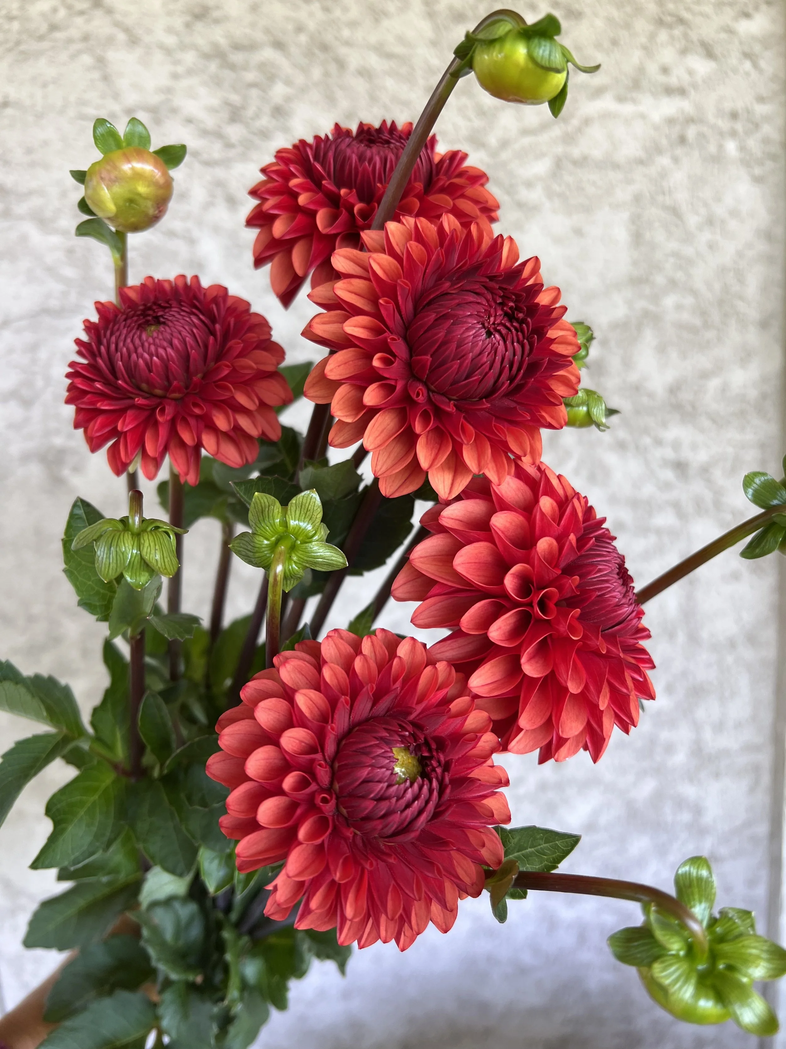 Brown Sugar Dahlia Tubers