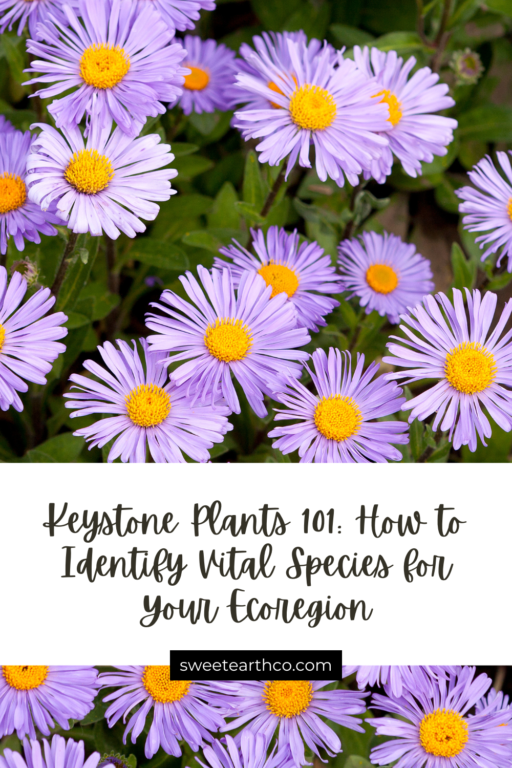 Keystone Plants 101: How to Identify Vital Species for Your Ecoregion ...