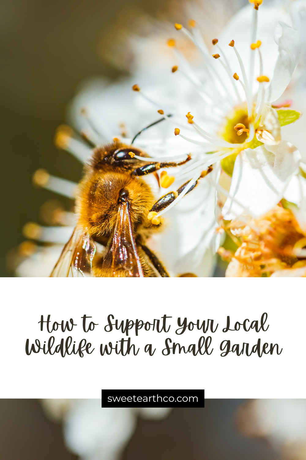 How to Support Your Local Wildlife with a Small Garden — Sweet Earth Co.
