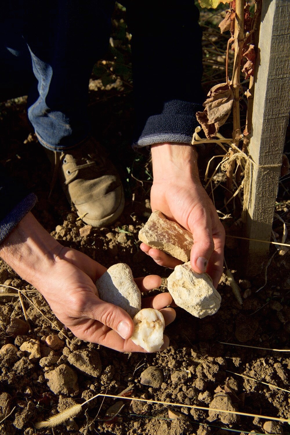 Sols argilo-calcaires, vignoble alsacien (copie) (copie)