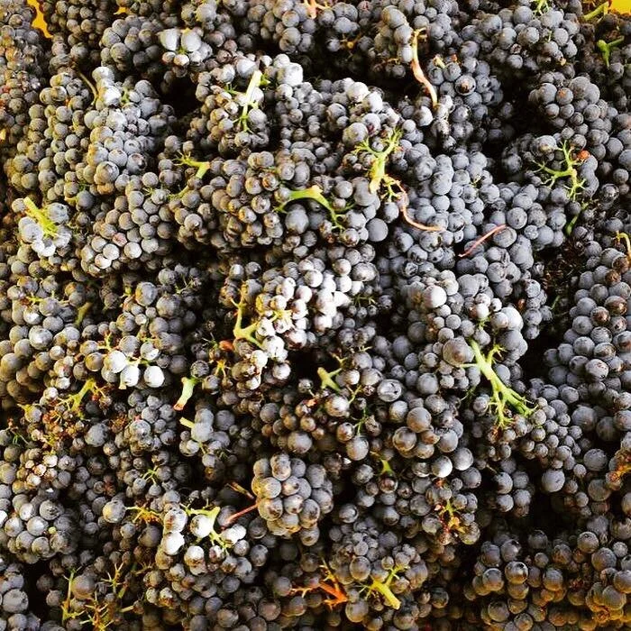Pinot Noir en Alsace, rêve ou révolution?