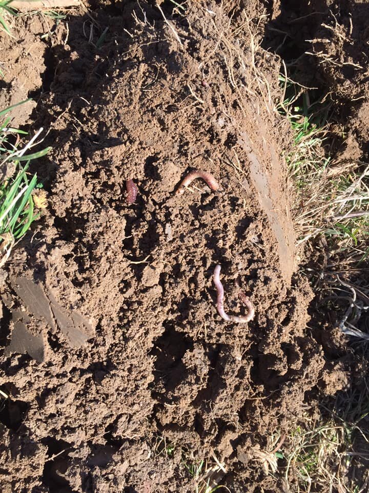 La vie dans les sols