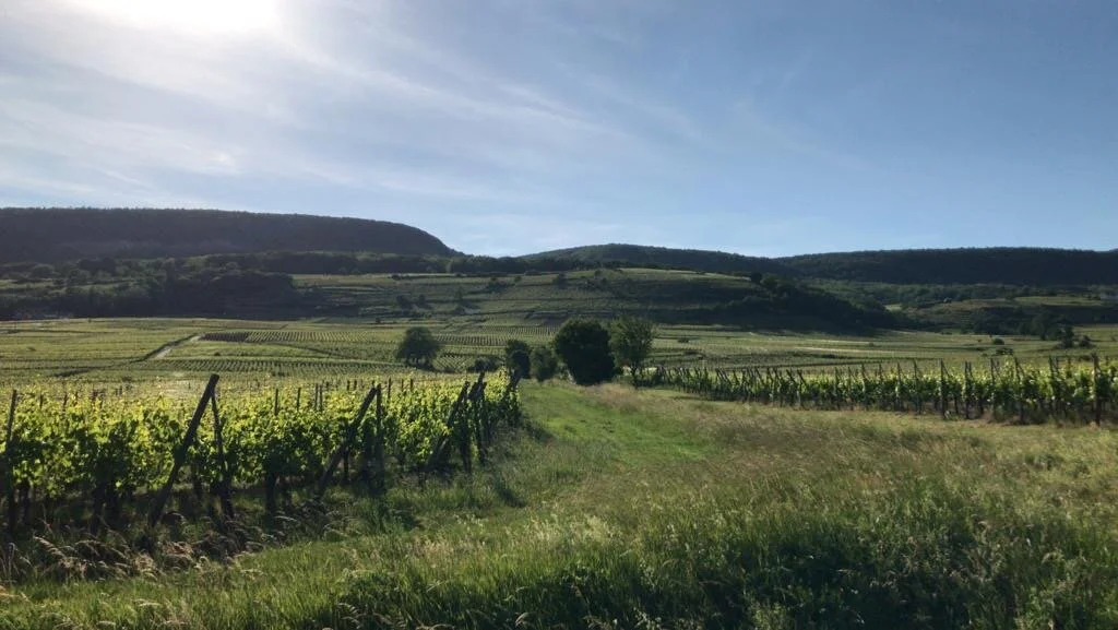 En Juin, floraison rime avec palissage!