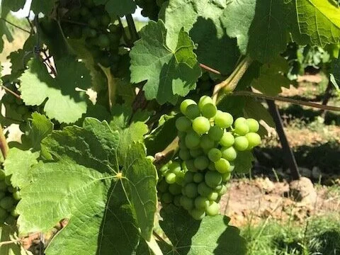 Derniers travaux dans les vignes avant les vendanges