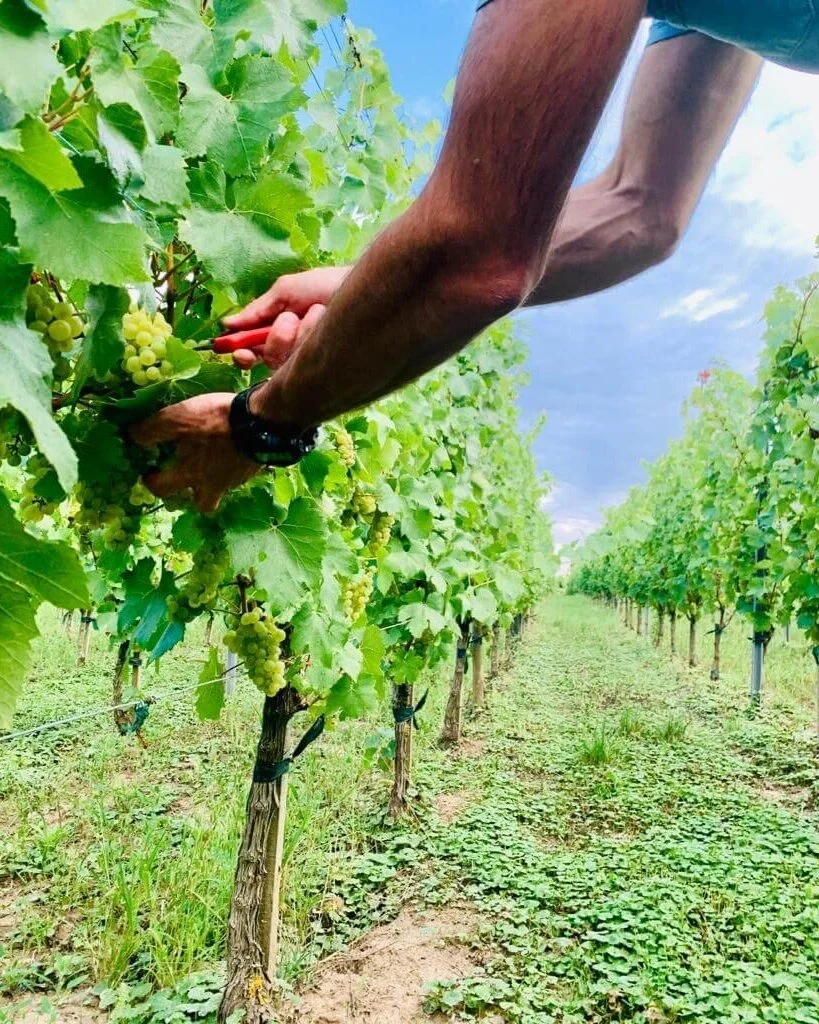 Vendanges 2020, la promesse de Beaux Crus !