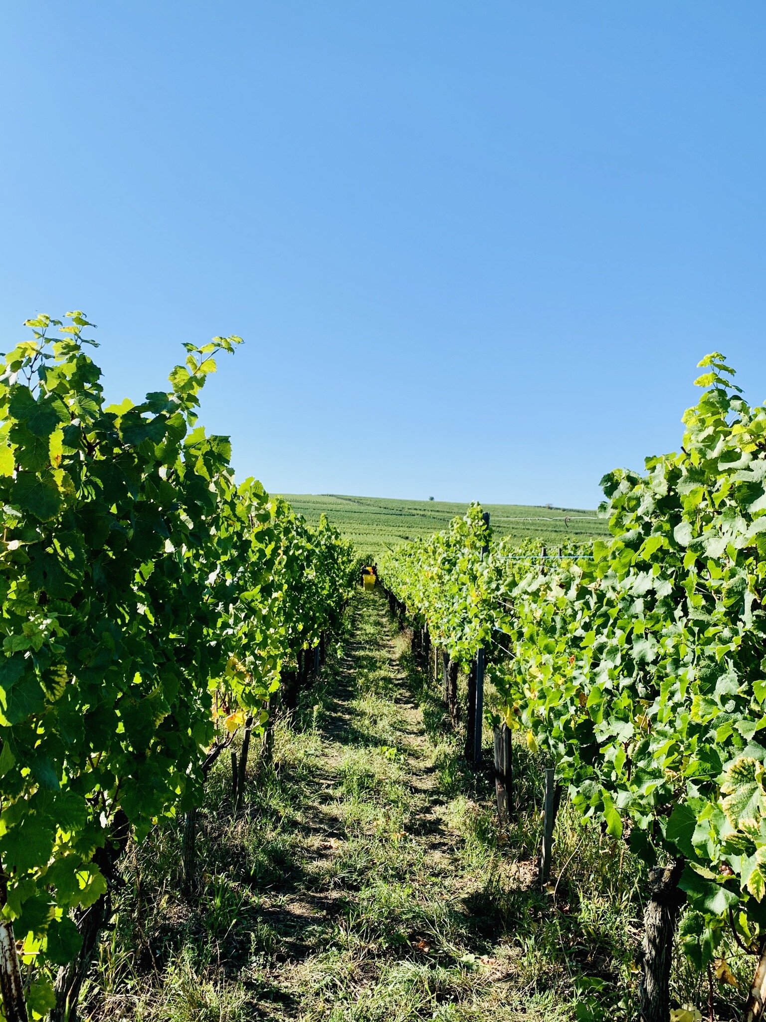 rang_vignes_vendanges_domaine_zinck