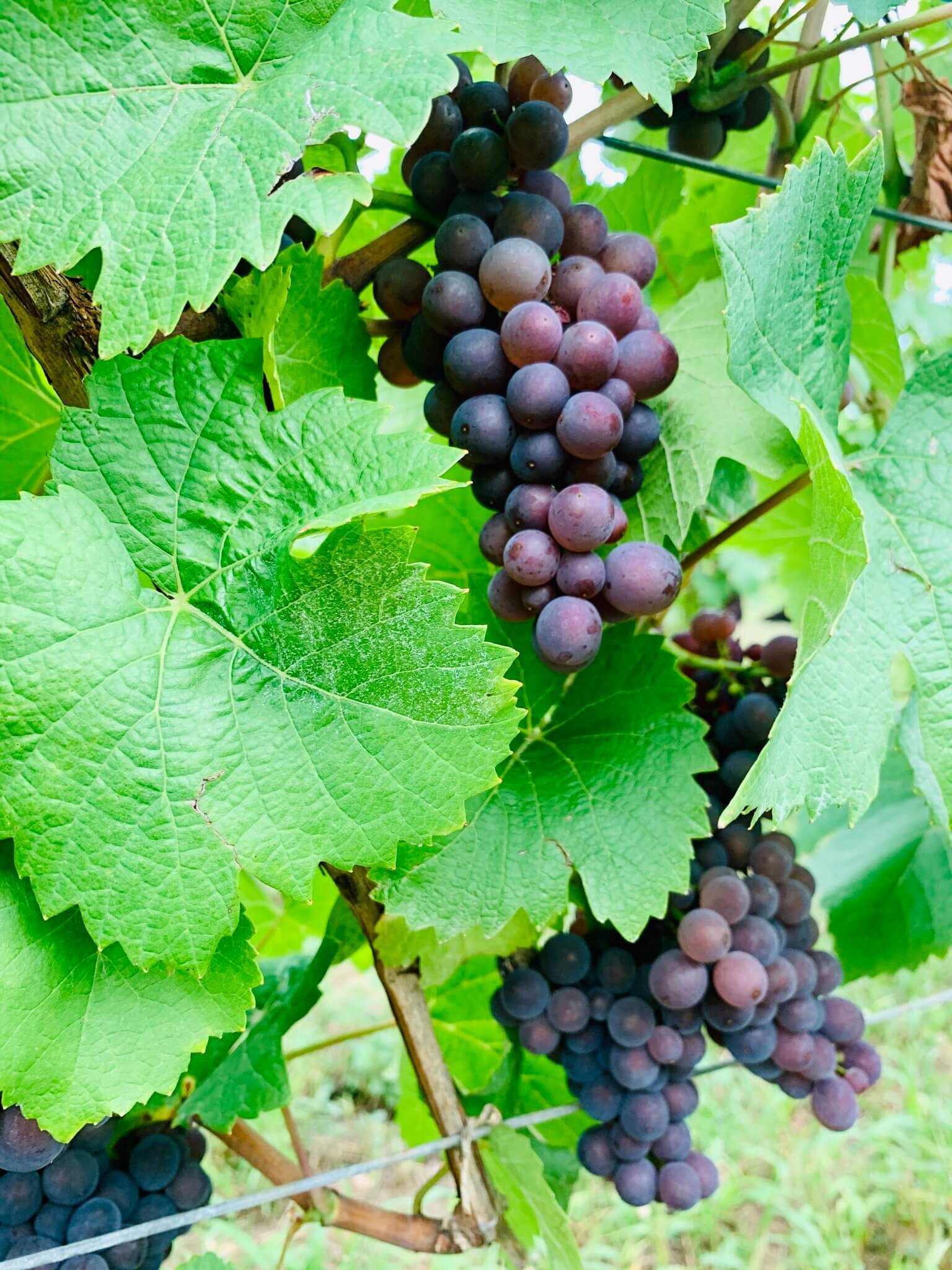 grappes_raisin_vendanges_domaine_zinck