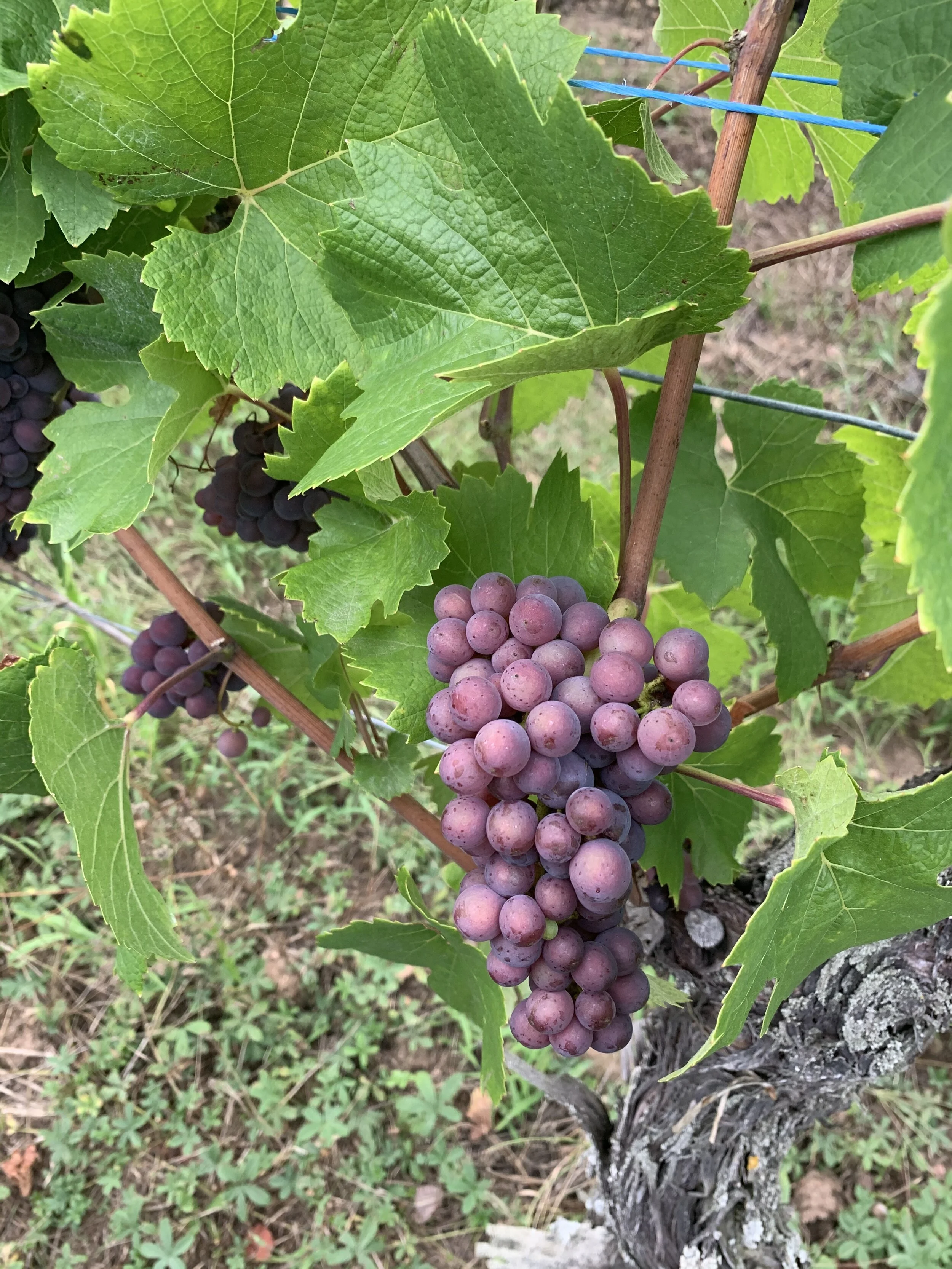 Véraison et maturité : Indicateurs de la date des vendanges !