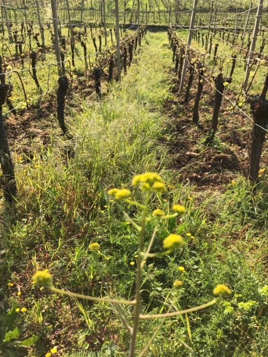 Vignes en culture biodynamique