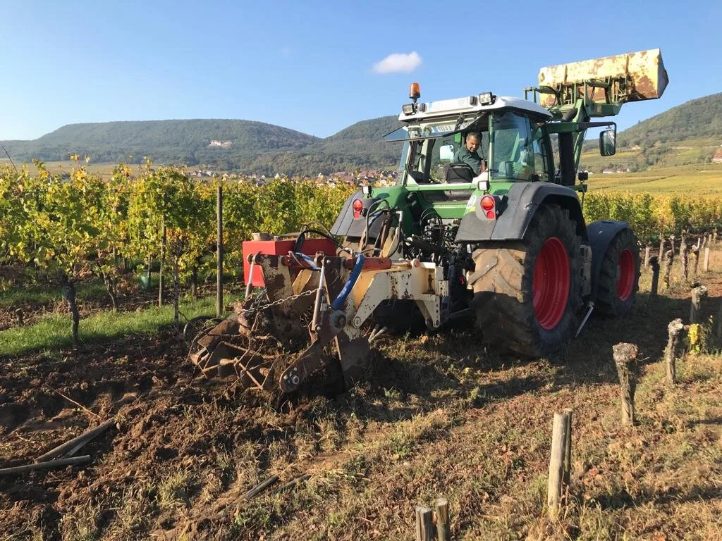 Quand le Gewurztraminer tire sa révérence pour faire place au futur Pinot Noir