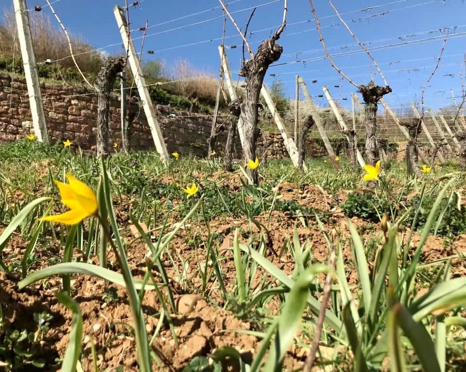 De décembre à Avril, ca dépote dans les vignes !